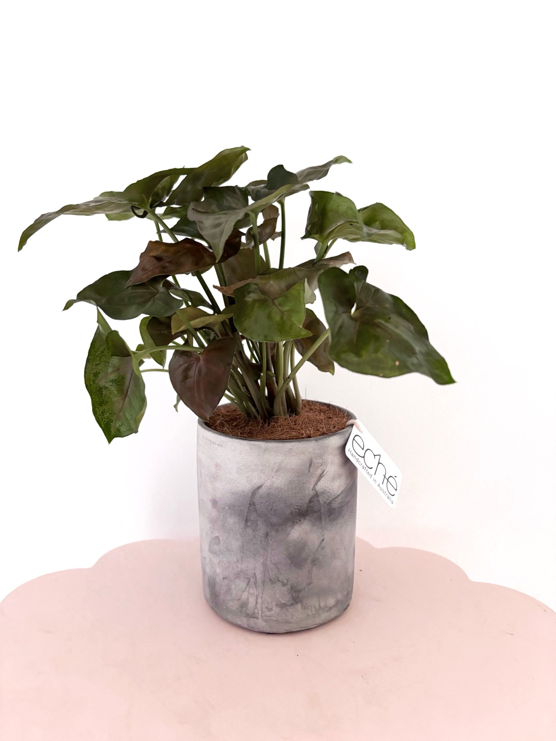 Pot & Plant - Flor Florals - Cairns Florist, Flower Delivery Cairns - ,Same day flower delivery Cairns.