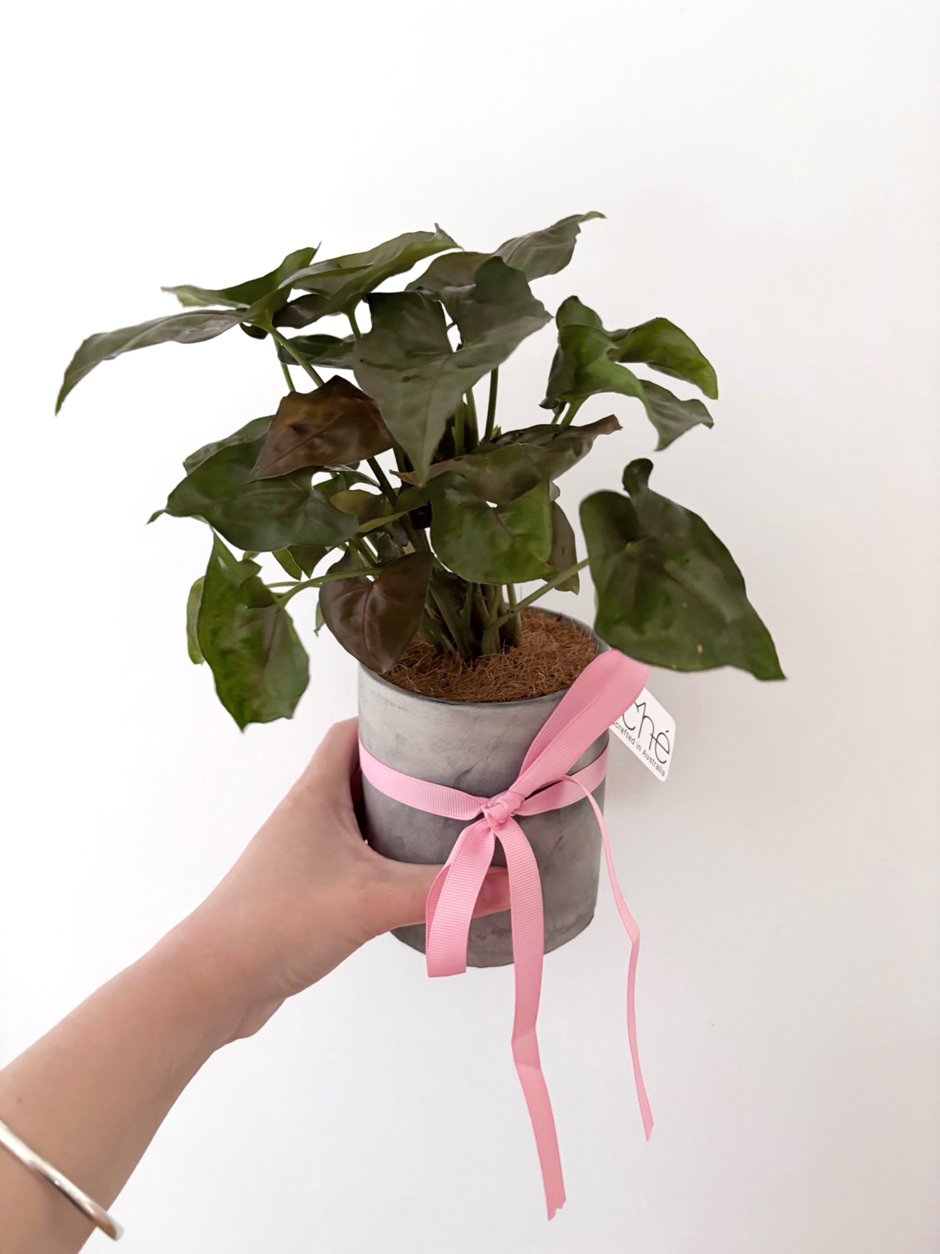 Pot & Plant - Flor Florals - Cairns Florist, Flower Delivery Cairns - ,Same day flower delivery Cairns.