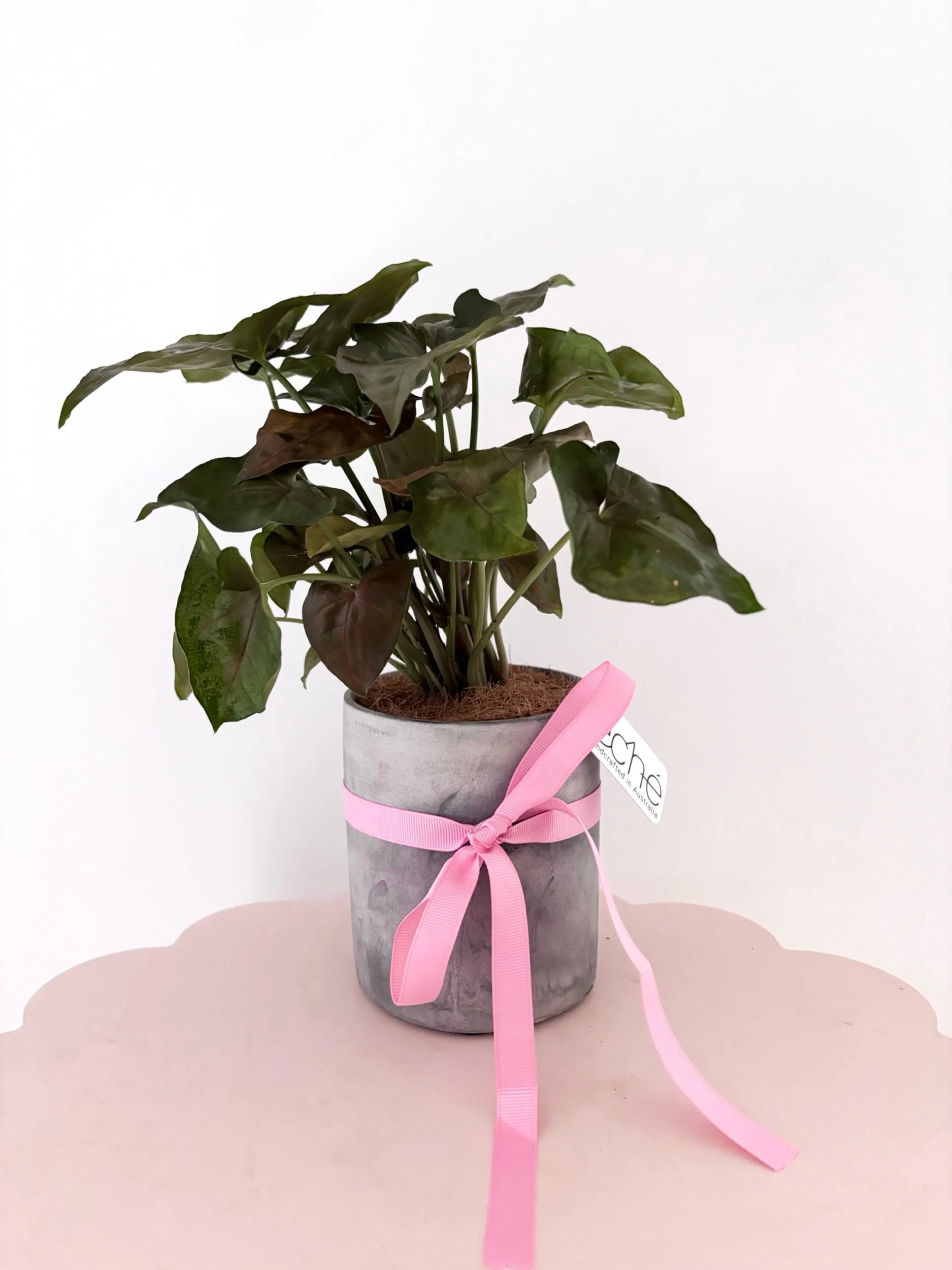 Pot & Plant - Flor Florals - Cairns Florist, Flower Delivery Cairns - ,Same day flower delivery Cairns.