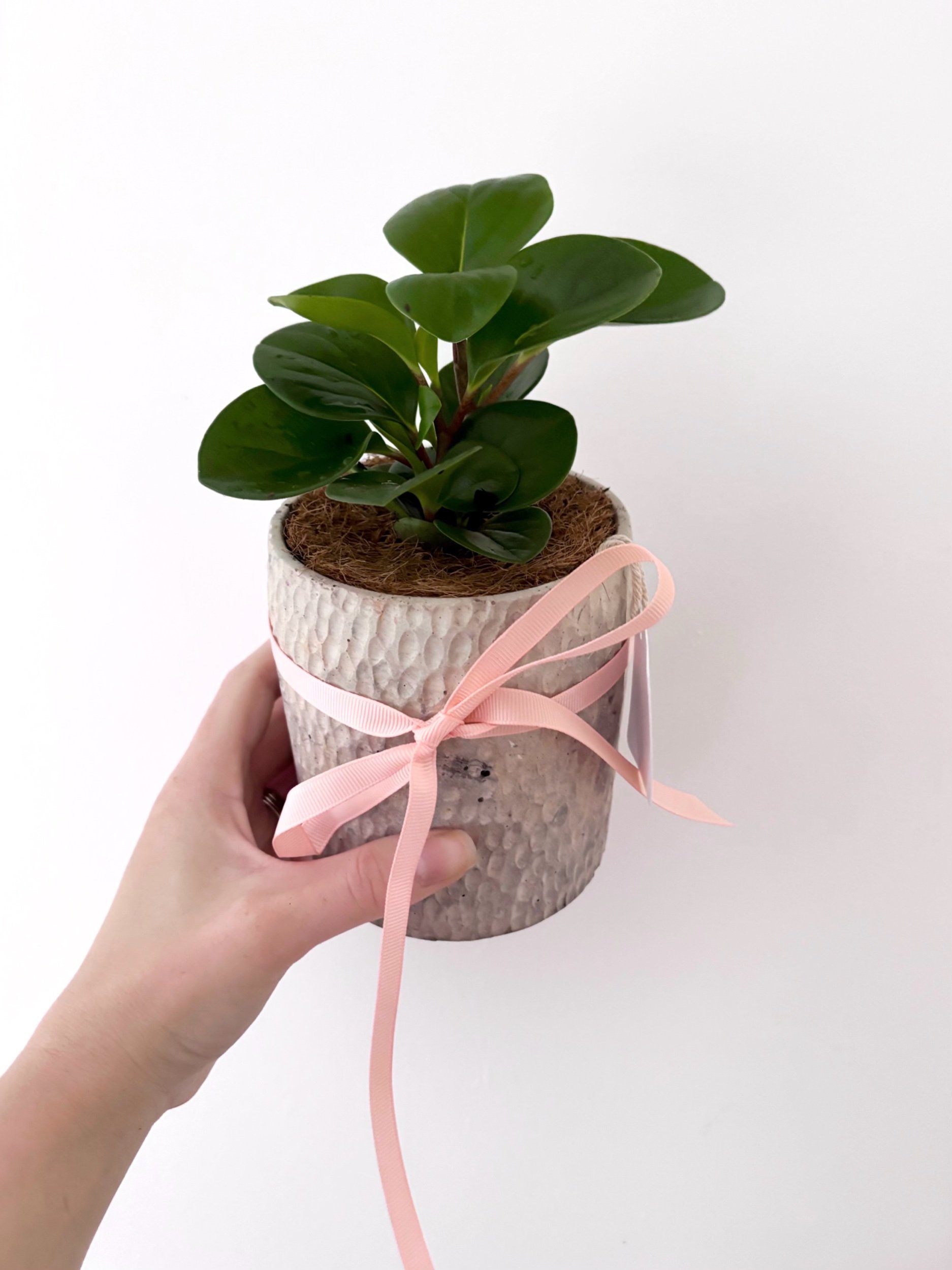 Pot & Plant - Flor Florals - Cairns Florist, Flower Delivery Cairns - ,Same day flower delivery Cairns.