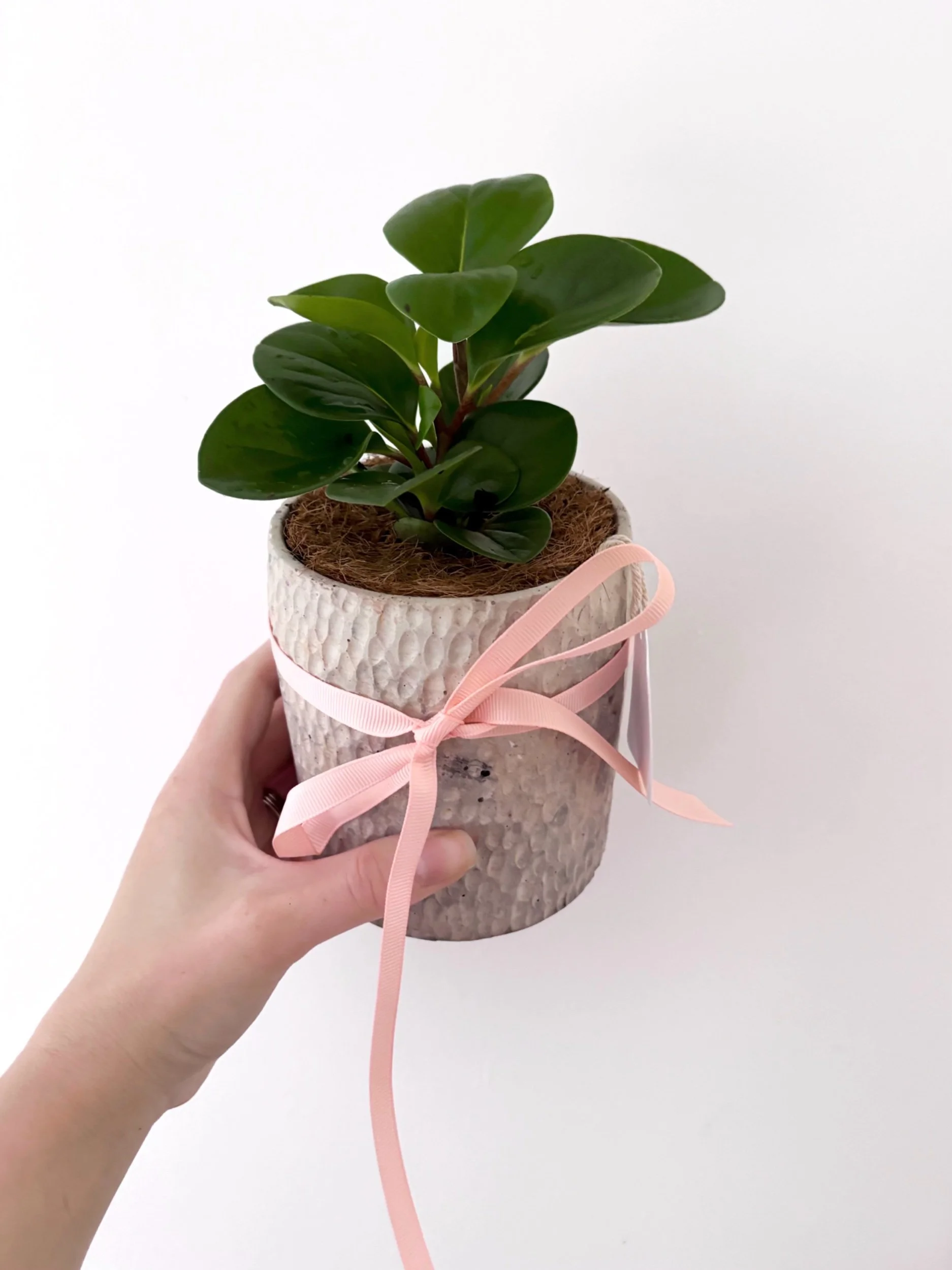 Pot & Plant - Flor Florals - Cairns Florist, Flower Delivery Cairns - ,Same day flower delivery Cairns.