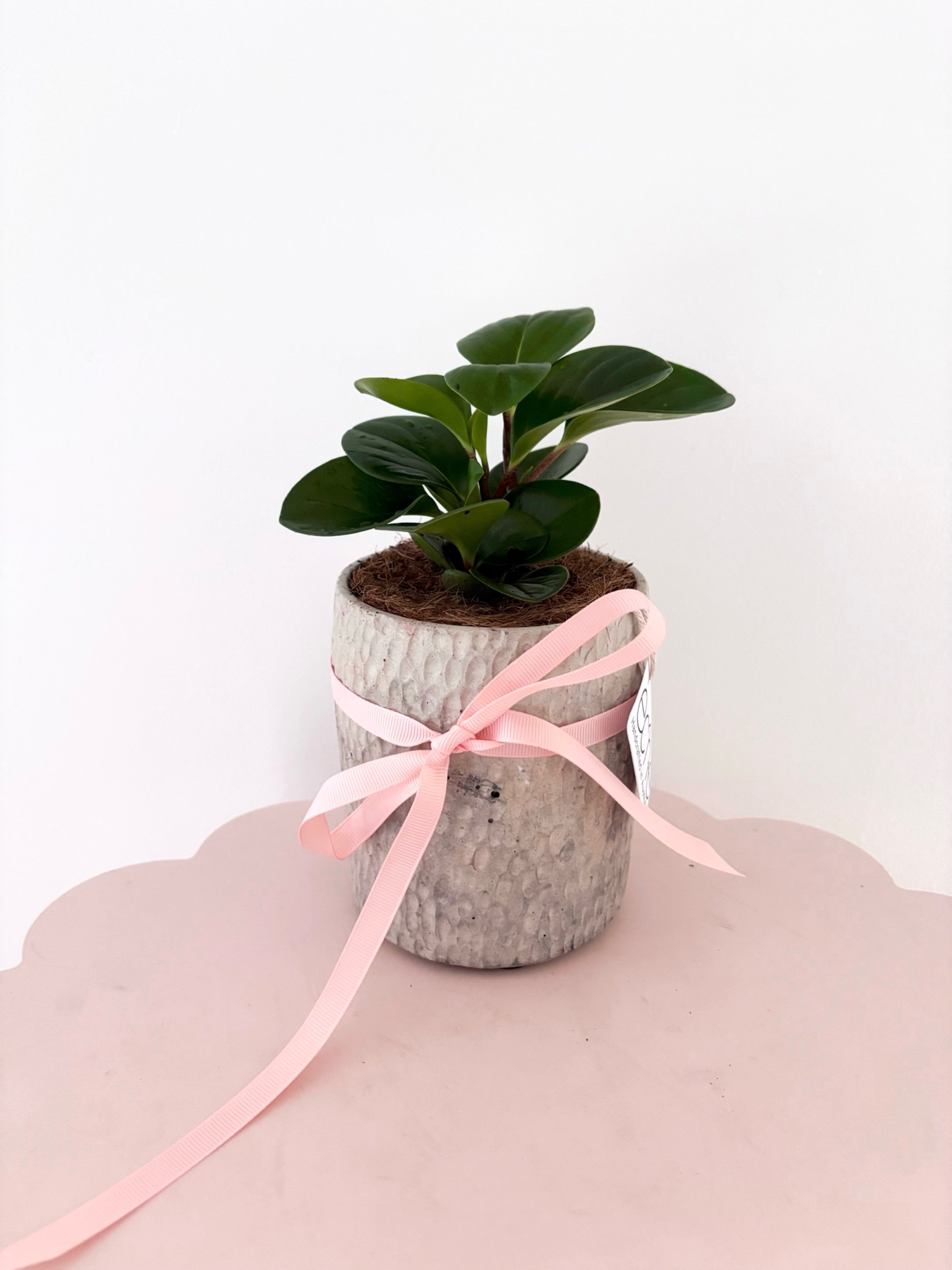 Pot & Plant - Flor Florals - Cairns Florist, Flower Delivery Cairns - ,Same day flower delivery Cairns.