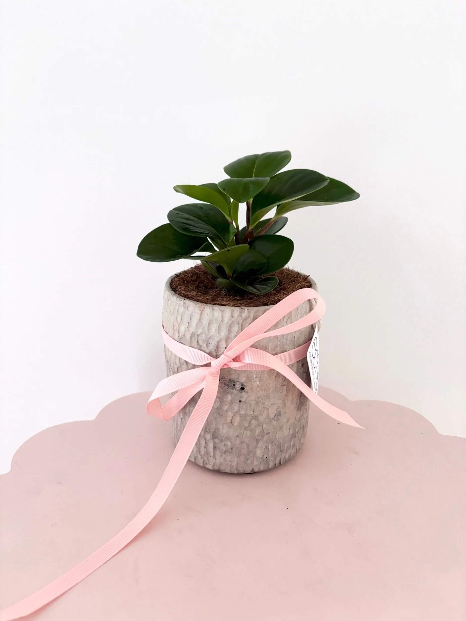 Pot & Plant - Flor Florals - Cairns Florist, Flower Delivery Cairns - ,Same day flower delivery Cairns.
