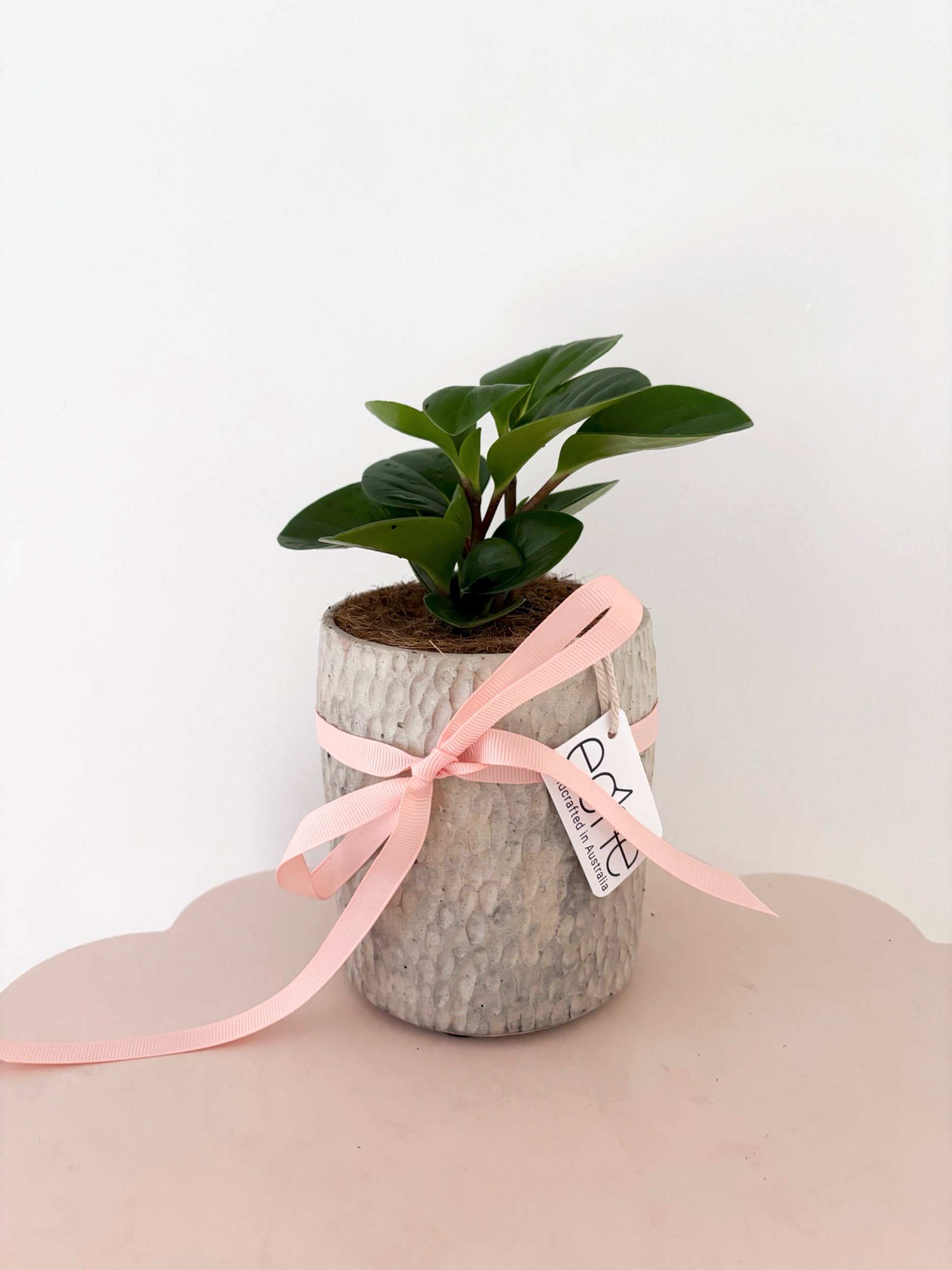 Pot & Plant - Flor Florals - Cairns Florist, Flower Delivery Cairns - ,Same day flower delivery Cairns.
