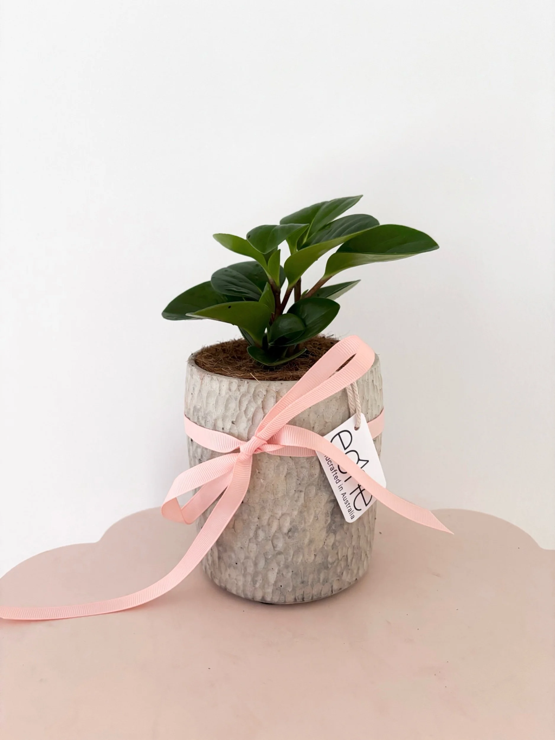 Pot & Plant - Flor Florals - Cairns Florist, Flower Delivery Cairns - ,Same day flower delivery Cairns.