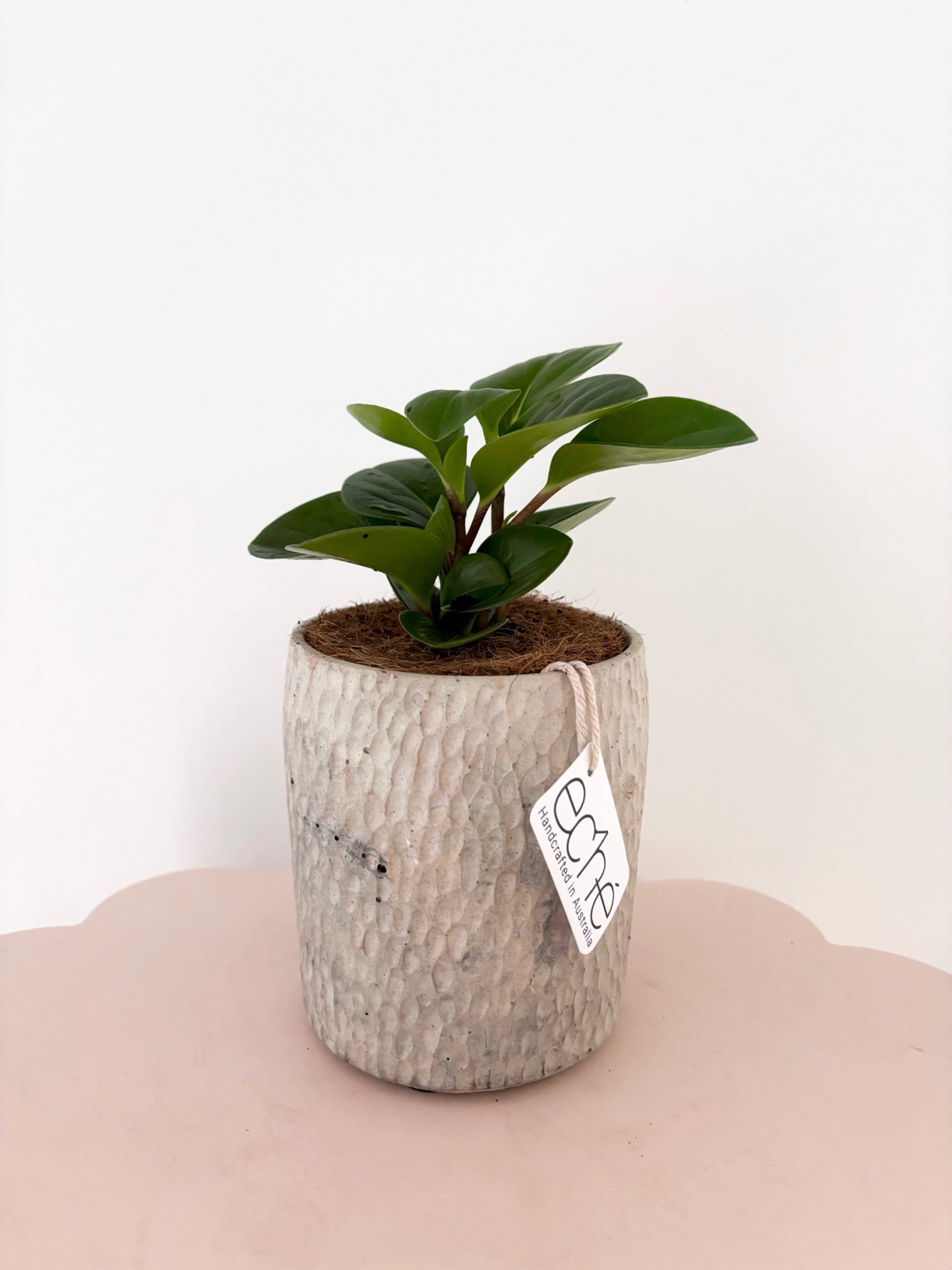 Pot & Plant - Flor Florals - Cairns Florist, Flower Delivery Cairns - ,Same day flower delivery Cairns.
