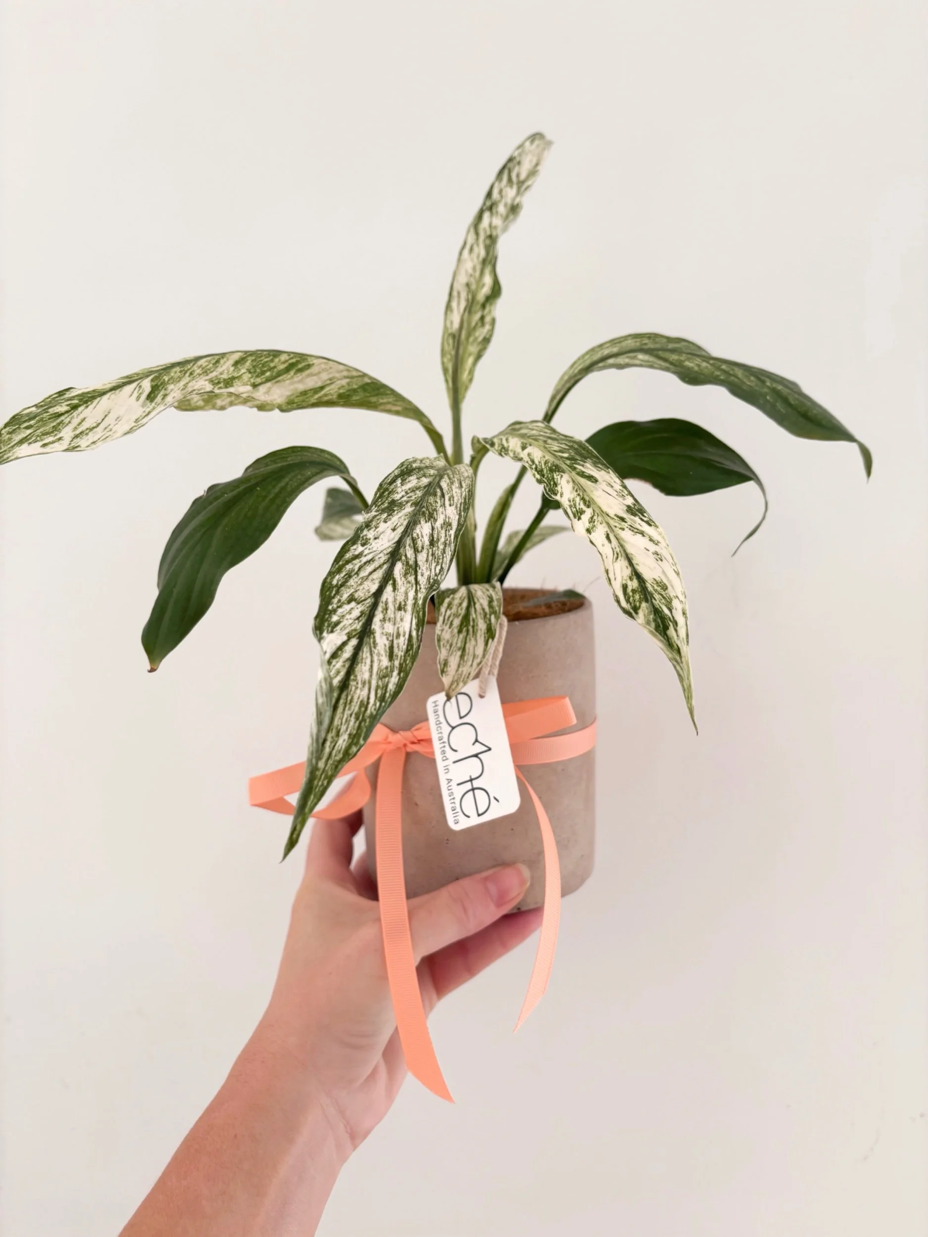 Pot & Plant - Flor Florals - Cairns Florist, Flower Delivery Cairns - ,Same day flower delivery Cairns.