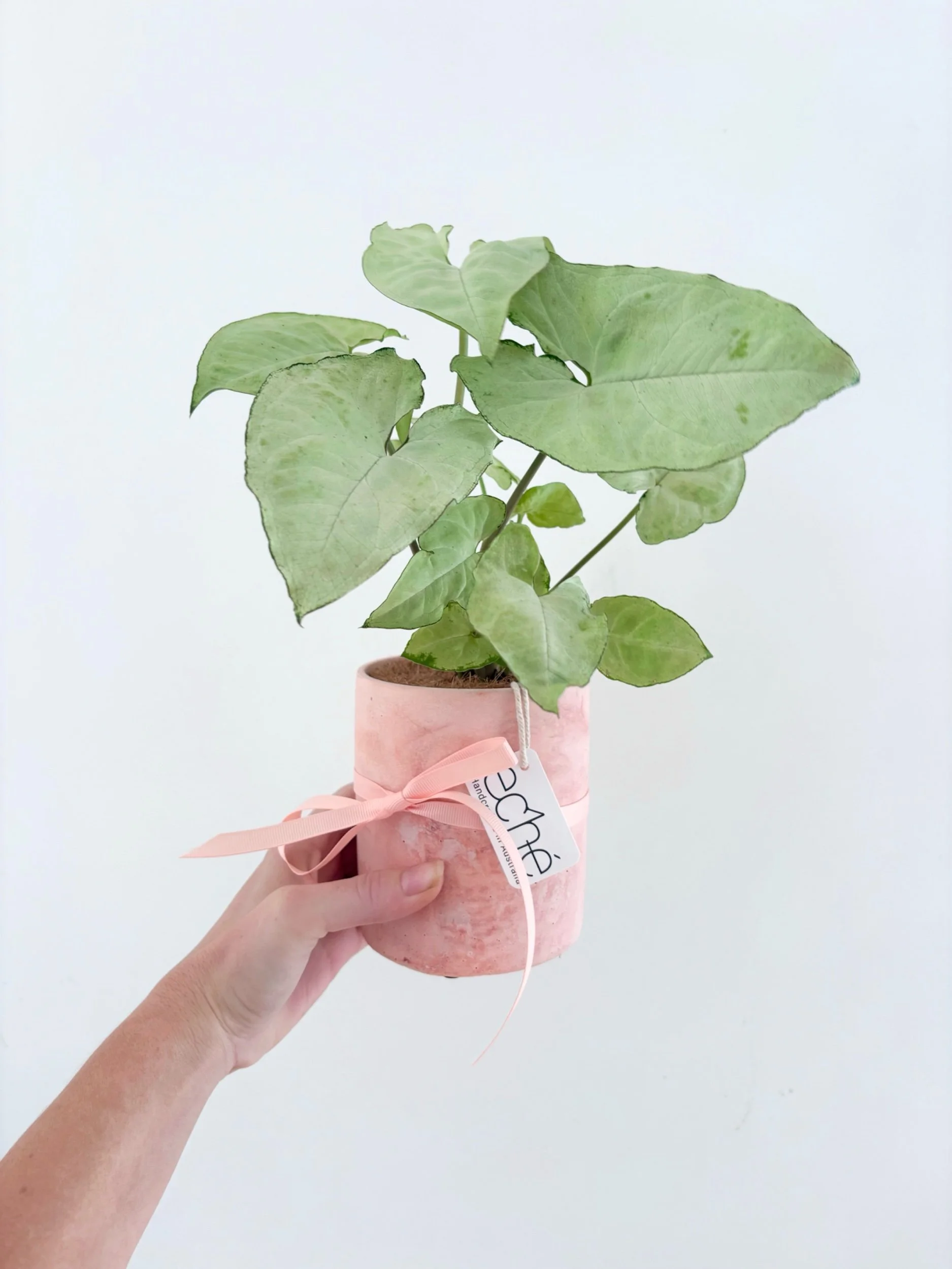 Pot & Plant - Flor Florals - Cairns Florist, Flower Delivery Cairns - ,Same day flower delivery Cairns.