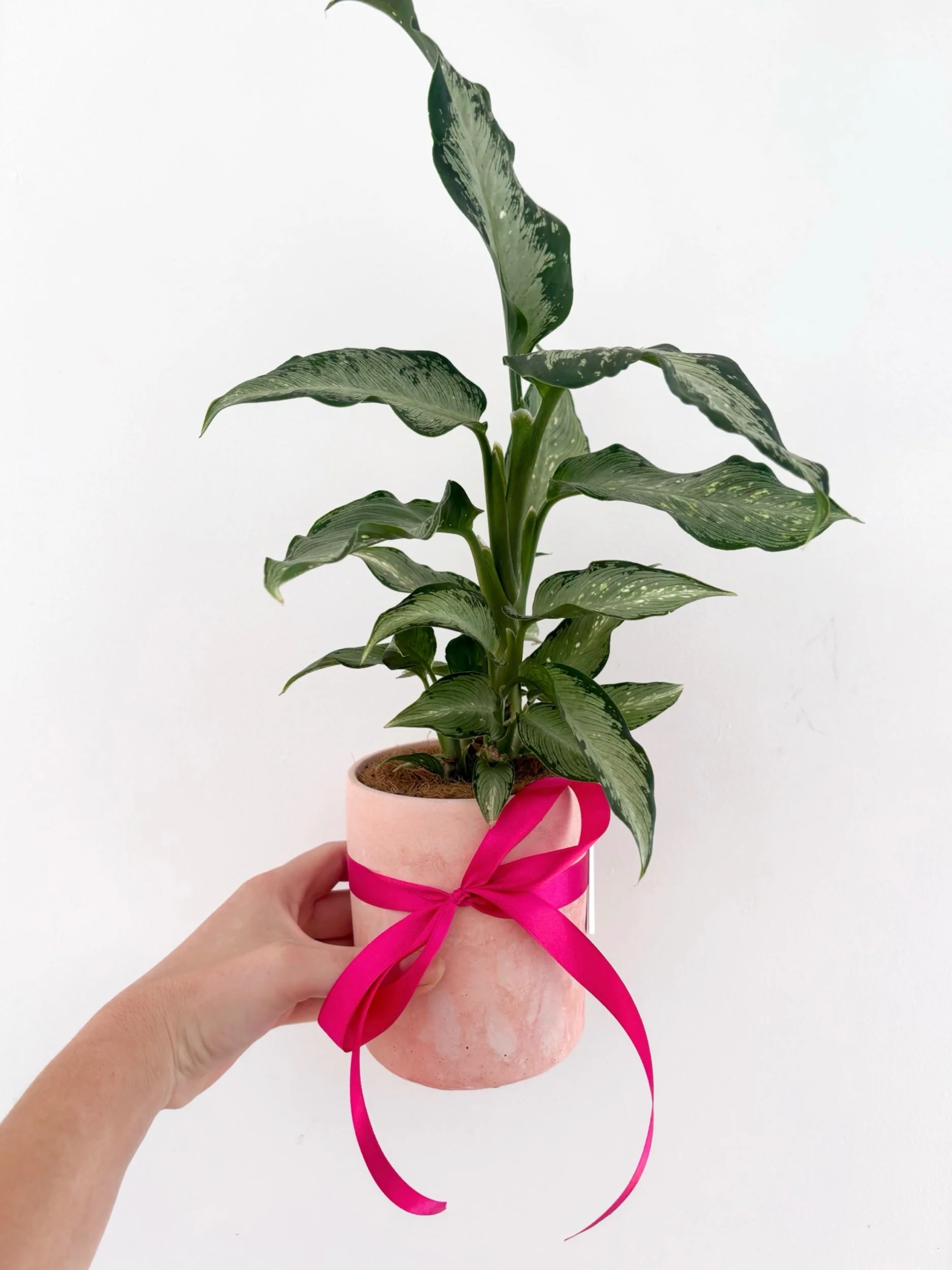 Pot & Plant - Flor Florals - Cairns Florist, Flower Delivery Cairns - ,Same day flower delivery Cairns.