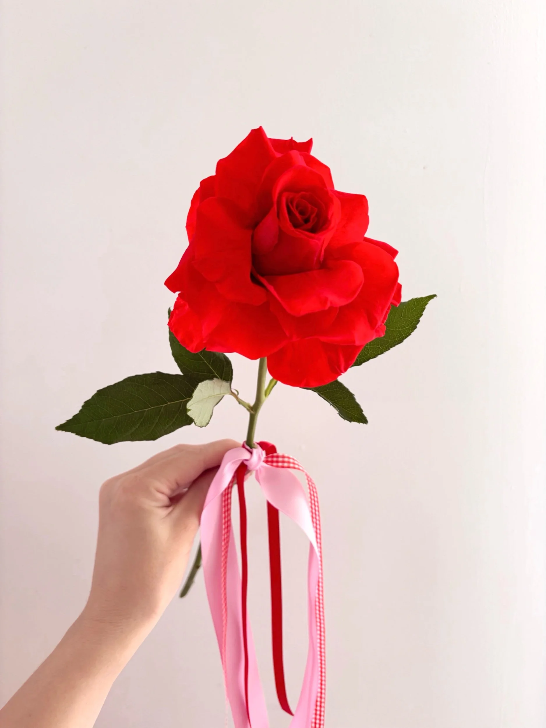 VALENTINE'S DAY - Single Rose 🌹Available soon! - Flor Florals - Cairns Florist, Flower Delivery Cairns - ,Same day flower delivery Cairns.