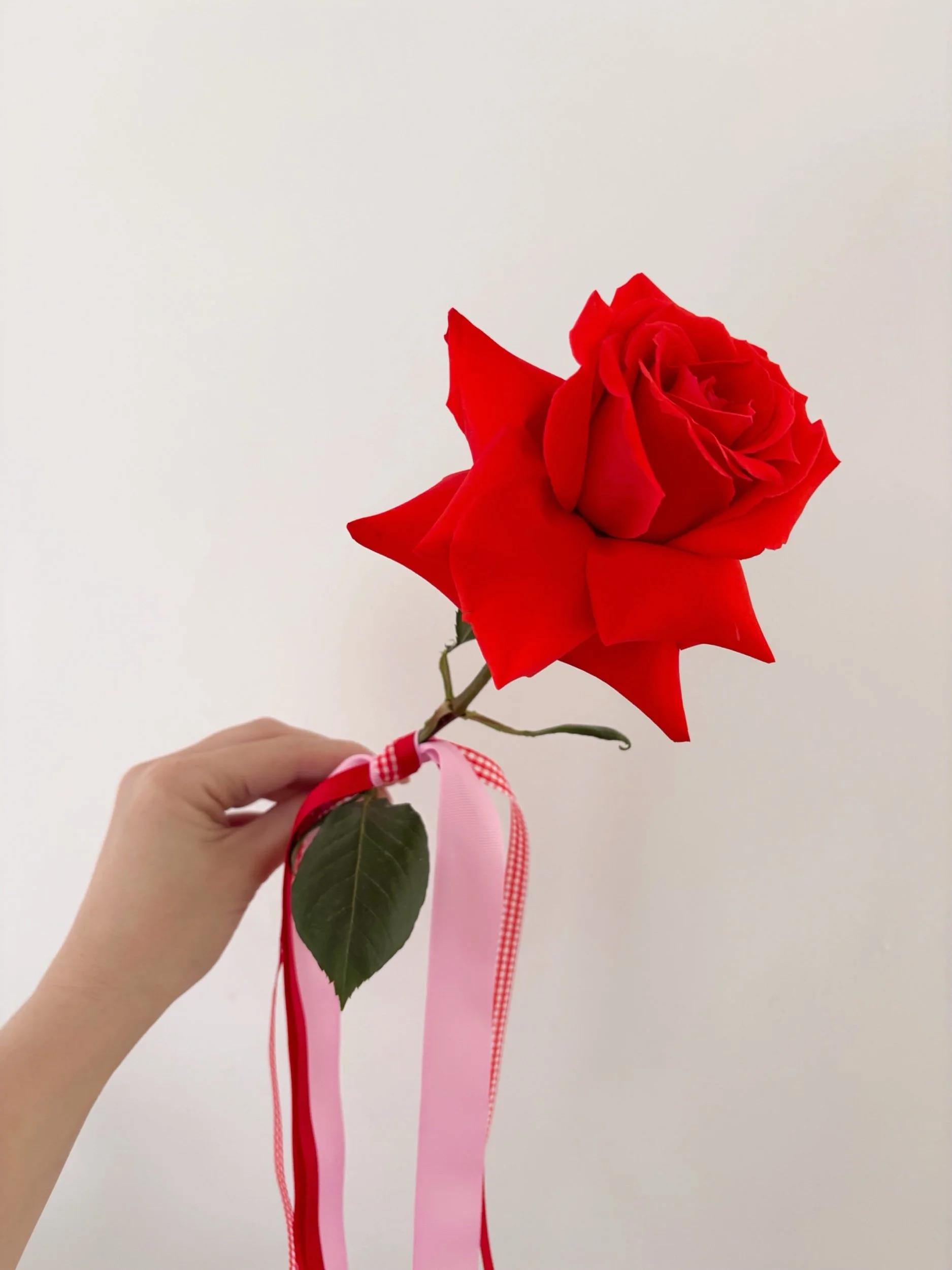 VALENTINE'S DAY - Single Rose 🌹 - Flor Florals - Cairns Florist, Flower Delivery Cairns - ,Same day flower delivery Cairns.
