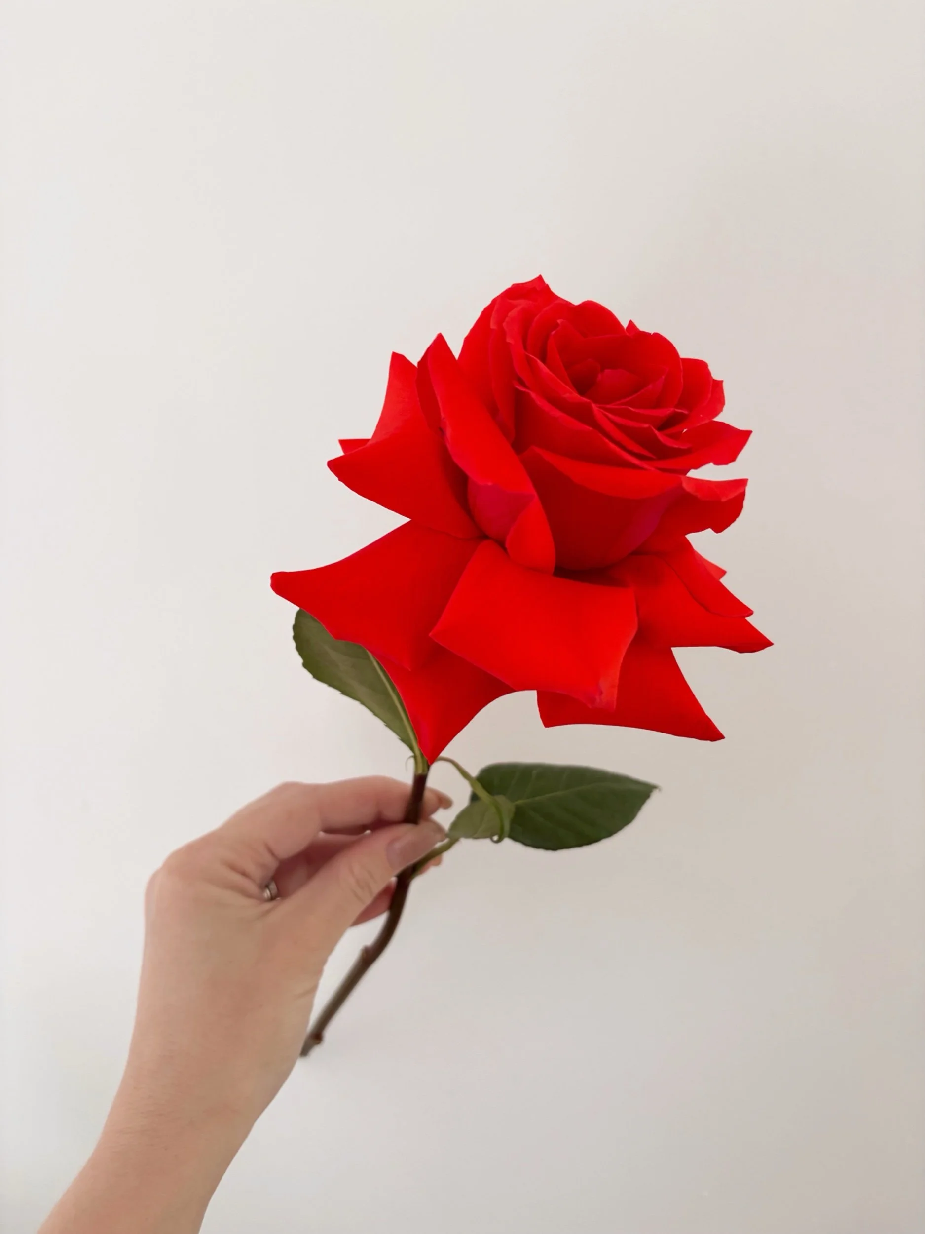 VALENTINE'S DAY - Single Rose 🌹 - Flor Florals - Cairns Florist, Flower Delivery Cairns - ,Same day flower delivery Cairns.