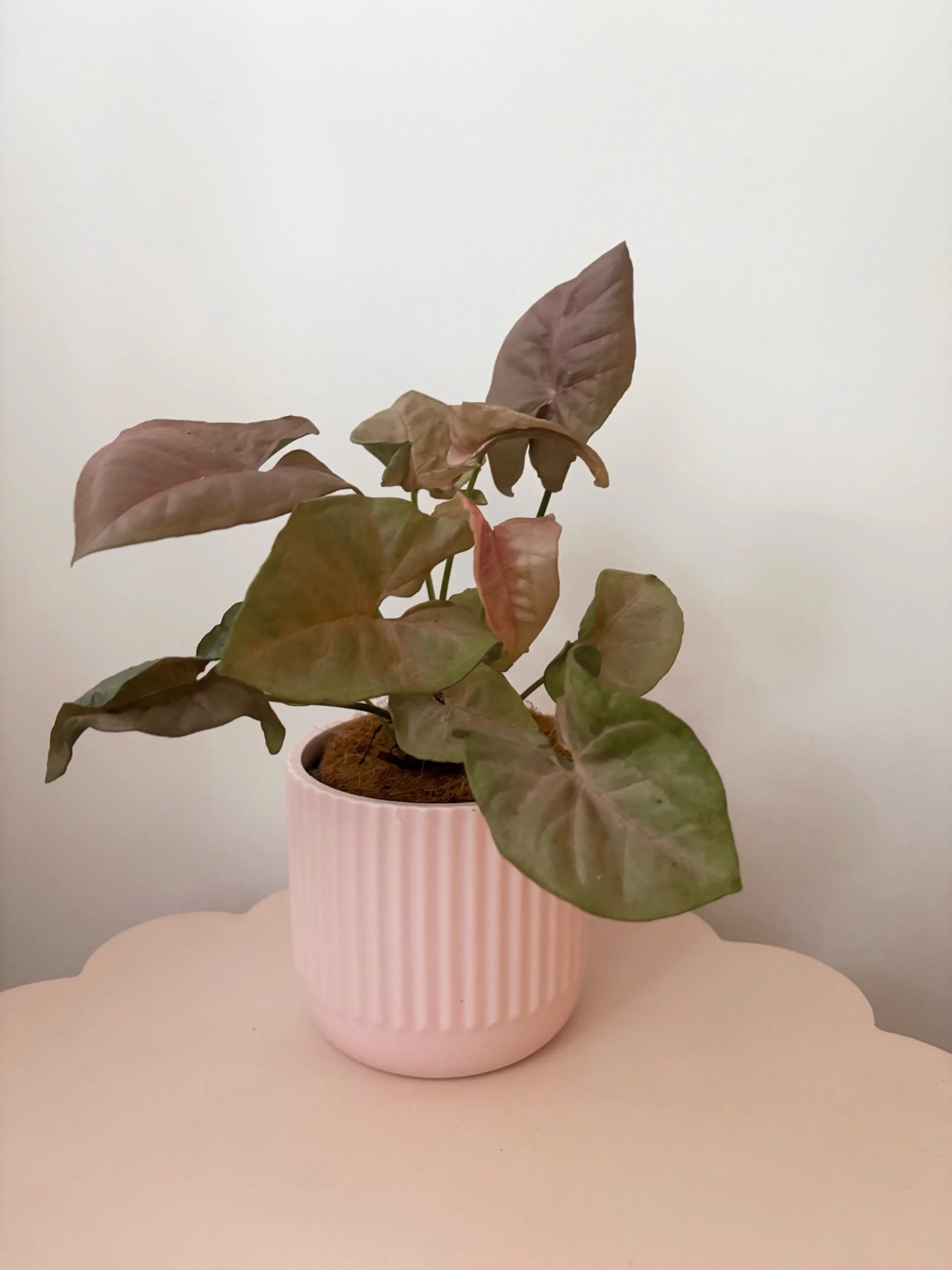 Pot & Plant - Flor Florals - Cairns Florist, Flower Delivery Cairns - ,Same day flower delivery Cairns.