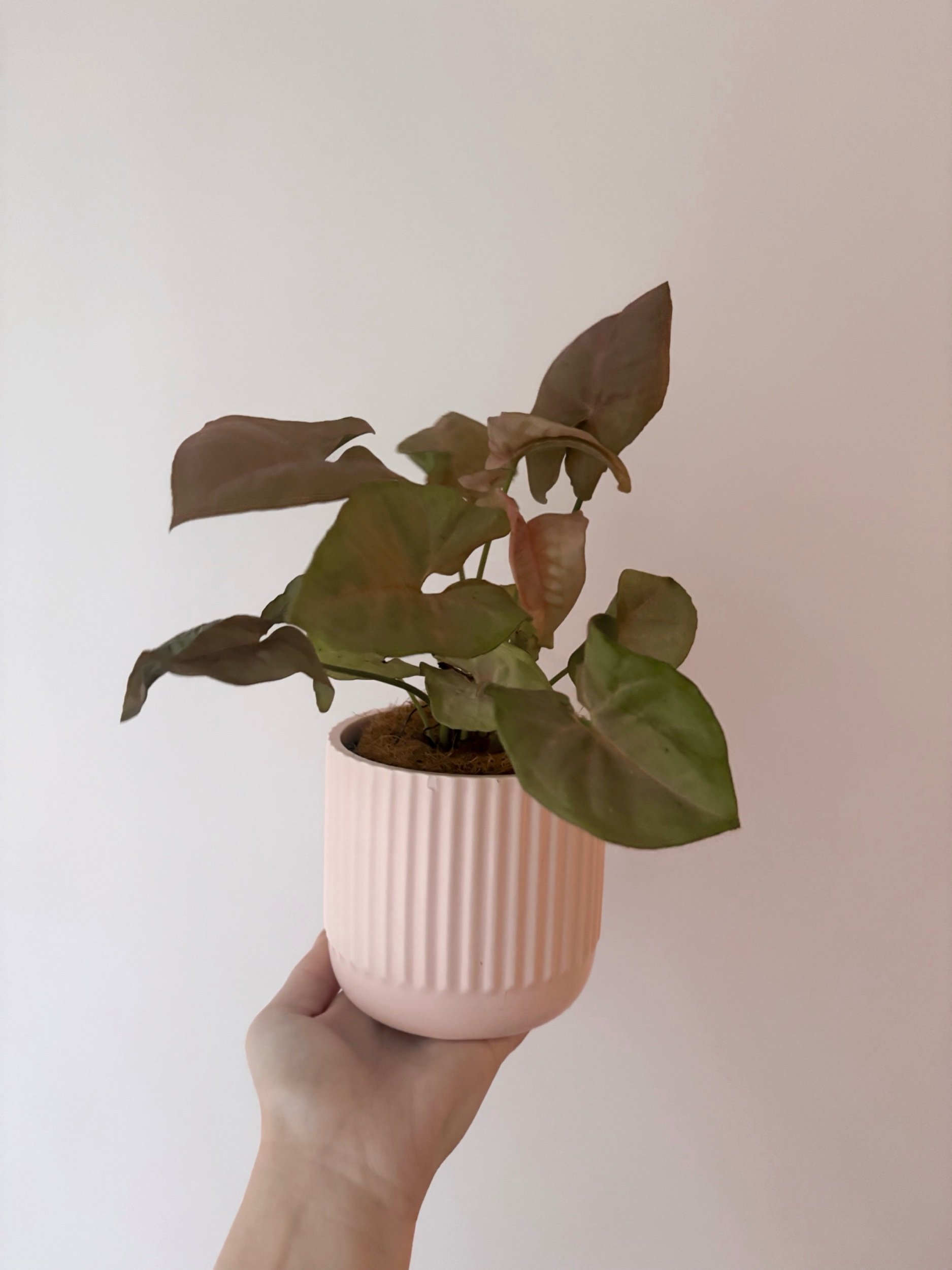 Pot & Plant - Flor Florals - Cairns Florist, Flower Delivery Cairns - ,Same day flower delivery Cairns.