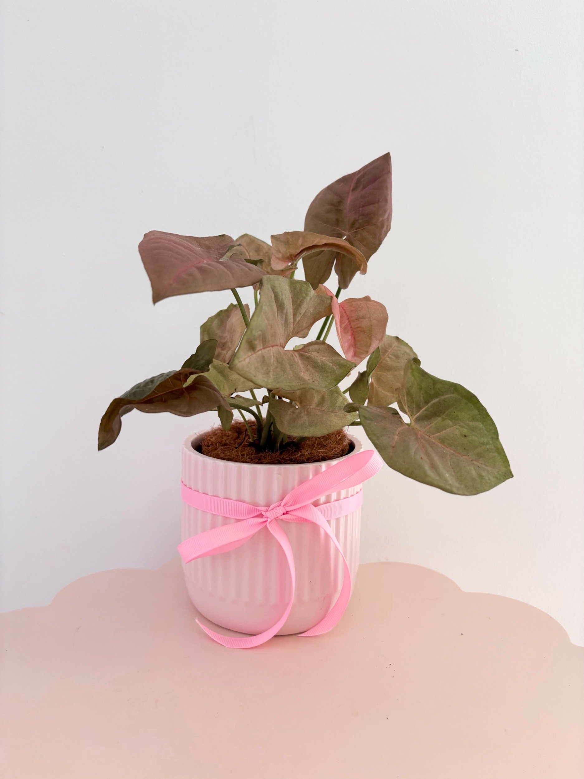 Pot & Plant - Flor Florals - Cairns Florist, Flower Delivery Cairns - ,Same day flower delivery Cairns.