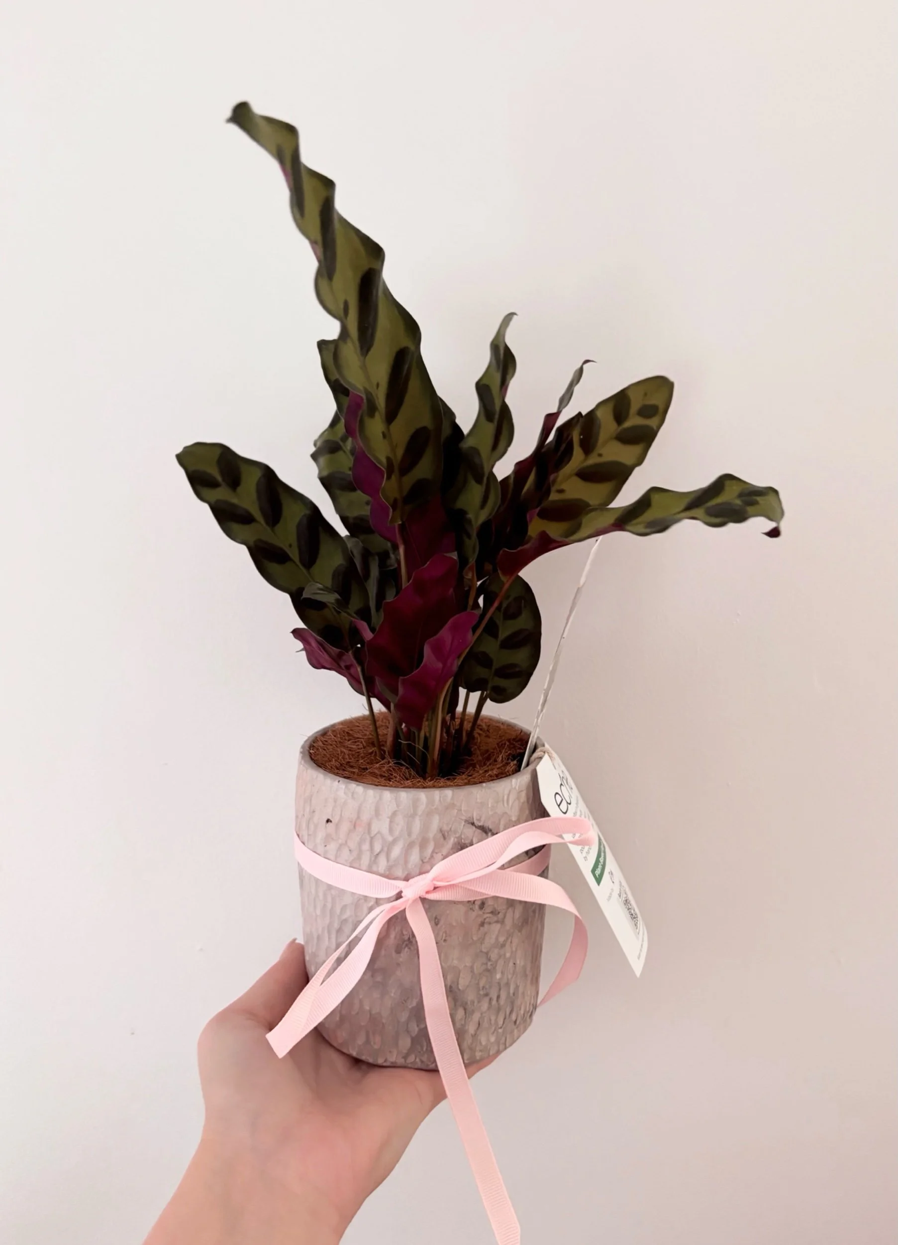 Pot & Plant - SOLD - Flor Florals - Cairns Florist, Flower Delivery Cairns - ,Same day flower delivery Cairns.