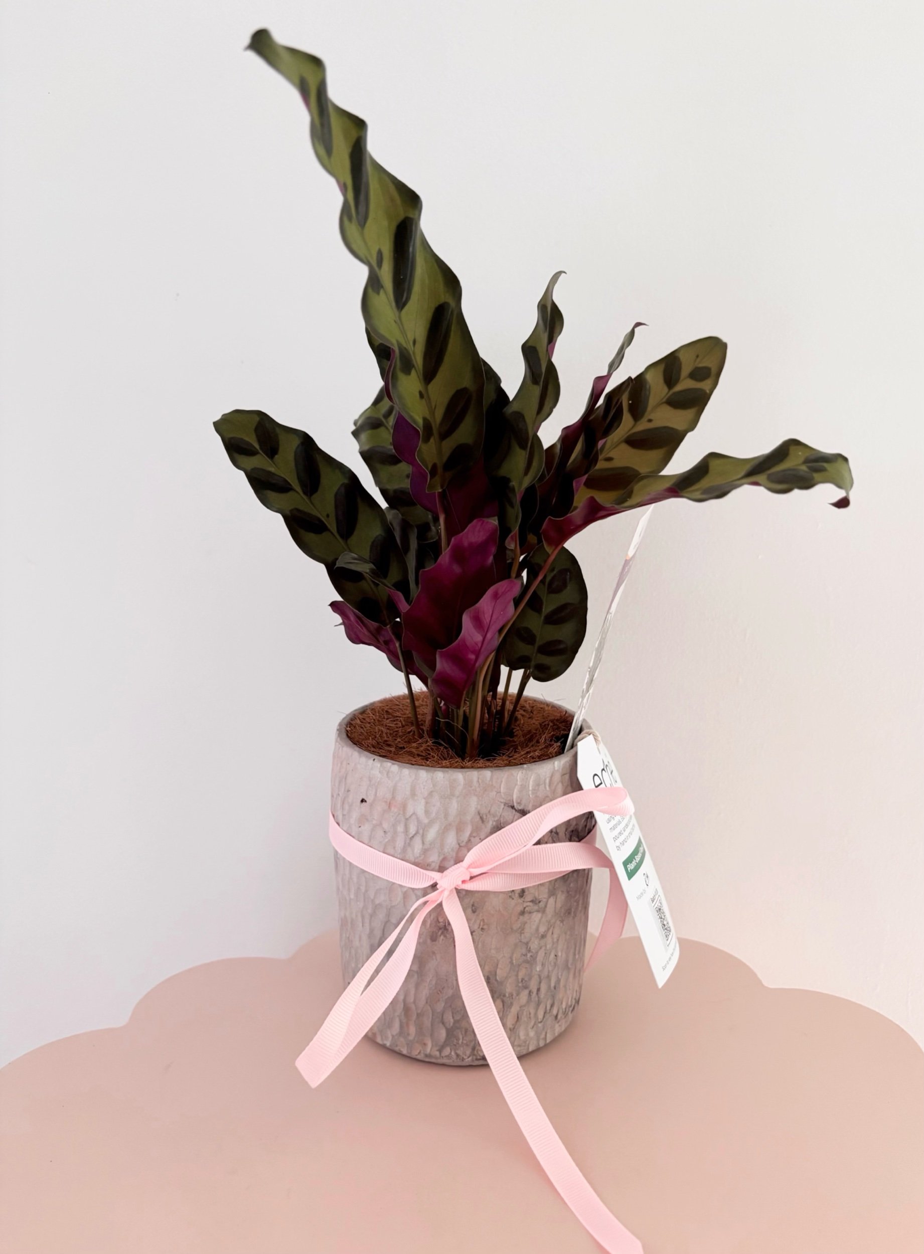 Pot & Plant - SOLD - Flor Florals - Cairns Florist, Flower Delivery Cairns - ,Same day flower delivery Cairns.