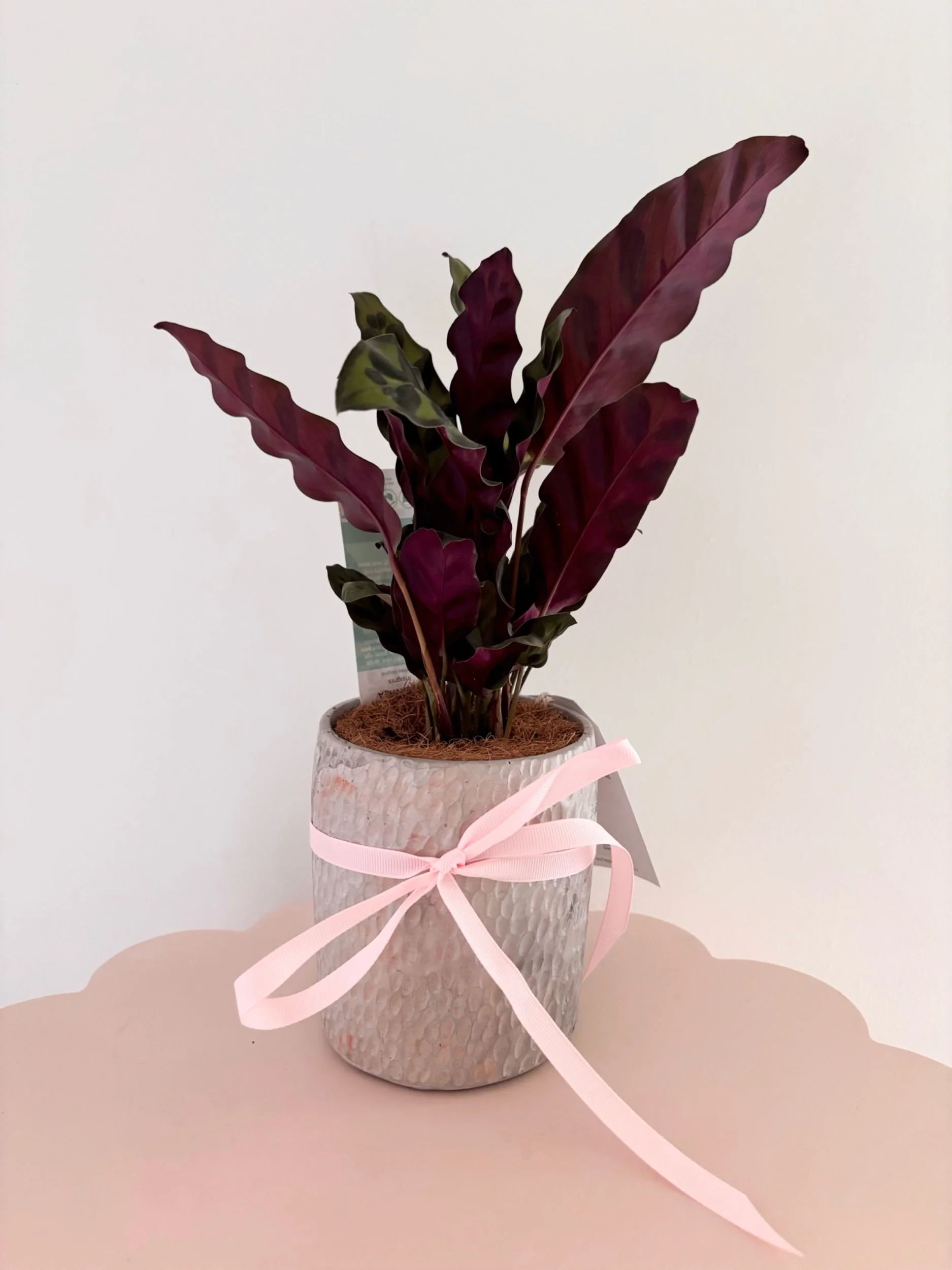 Pot & Plant - SOLD - Flor Florals - Cairns Florist, Flower Delivery Cairns - ,Same day flower delivery Cairns.