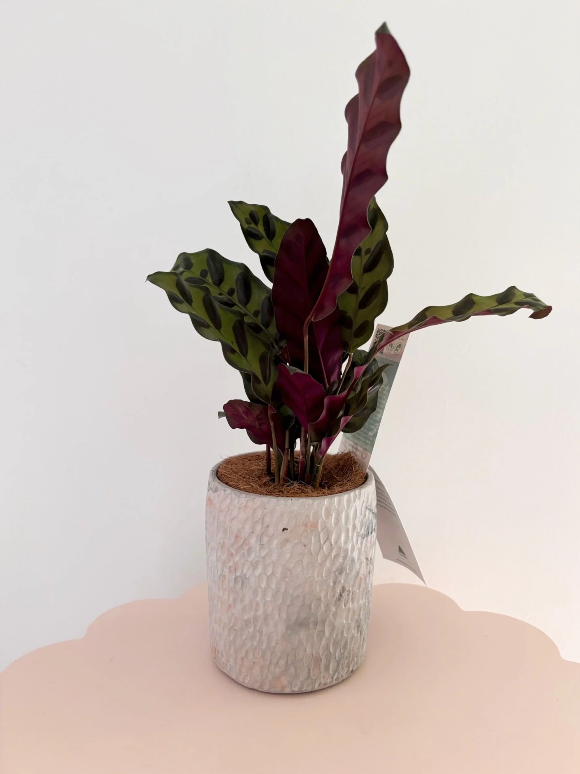 Pot & Plant - SOLD - Flor Florals - Cairns Florist, Flower Delivery Cairns - ,Same day flower delivery Cairns.