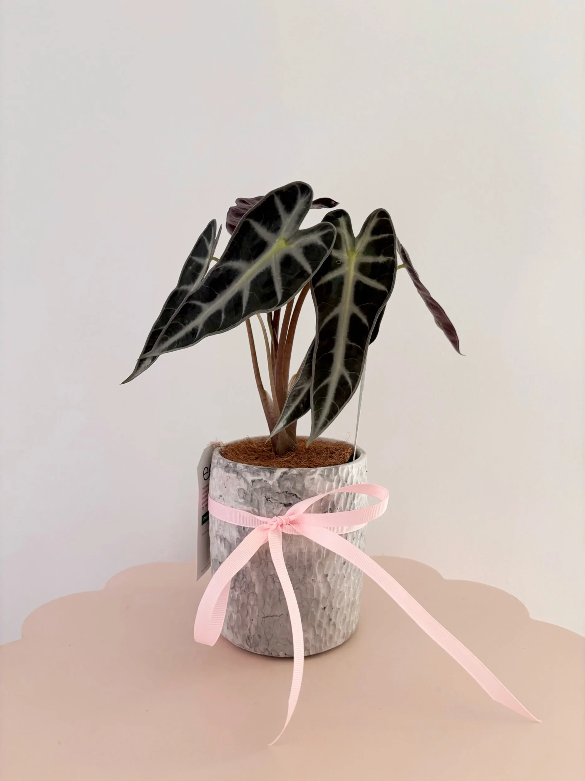 Pot & Plant - Flor Florals - Cairns Florist, Flower Delivery Cairns - ,Same day flower delivery Cairns.