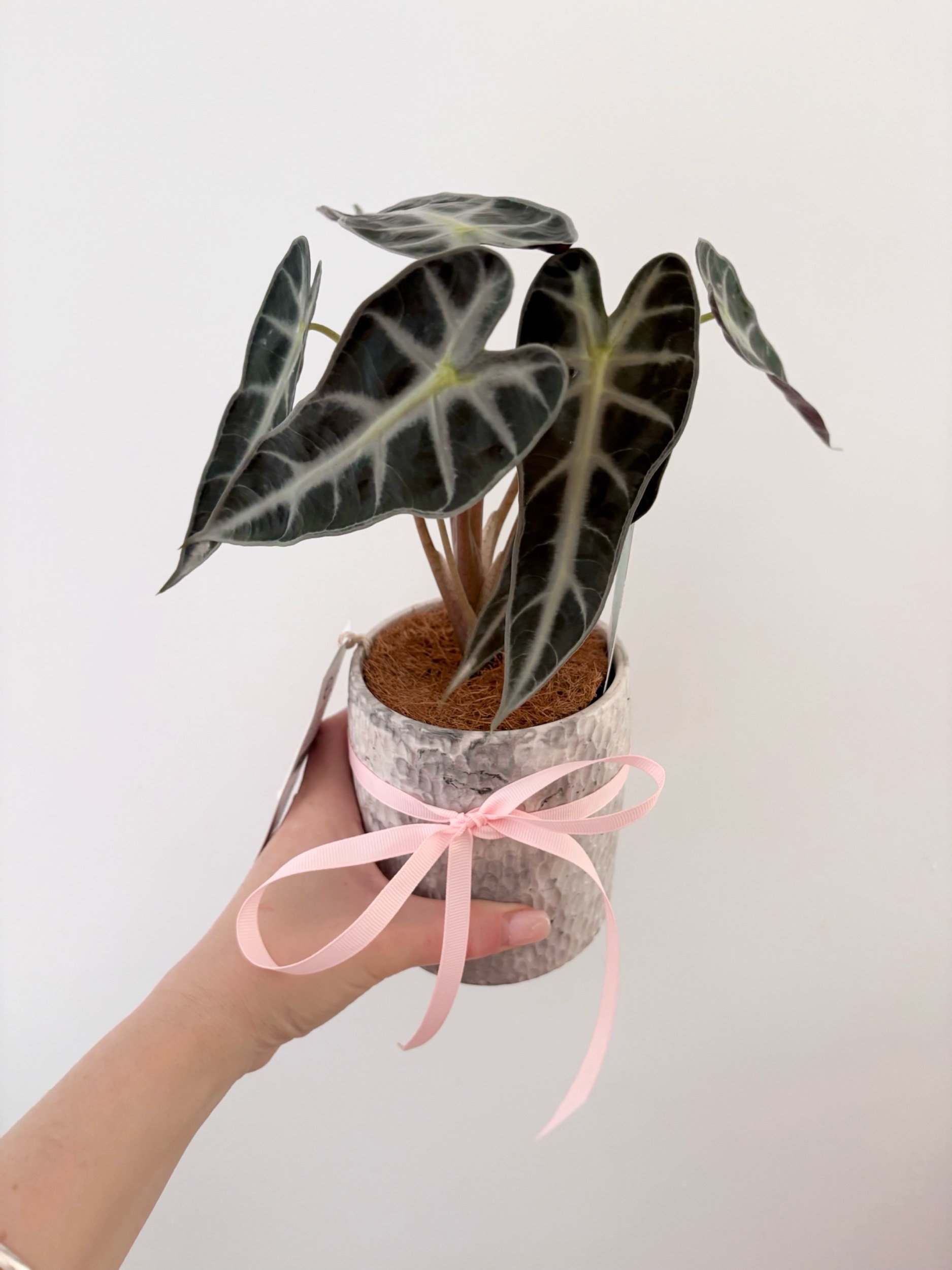 Pot & Plant - Flor Florals - Cairns Florist, Flower Delivery Cairns - ,Same day flower delivery Cairns.