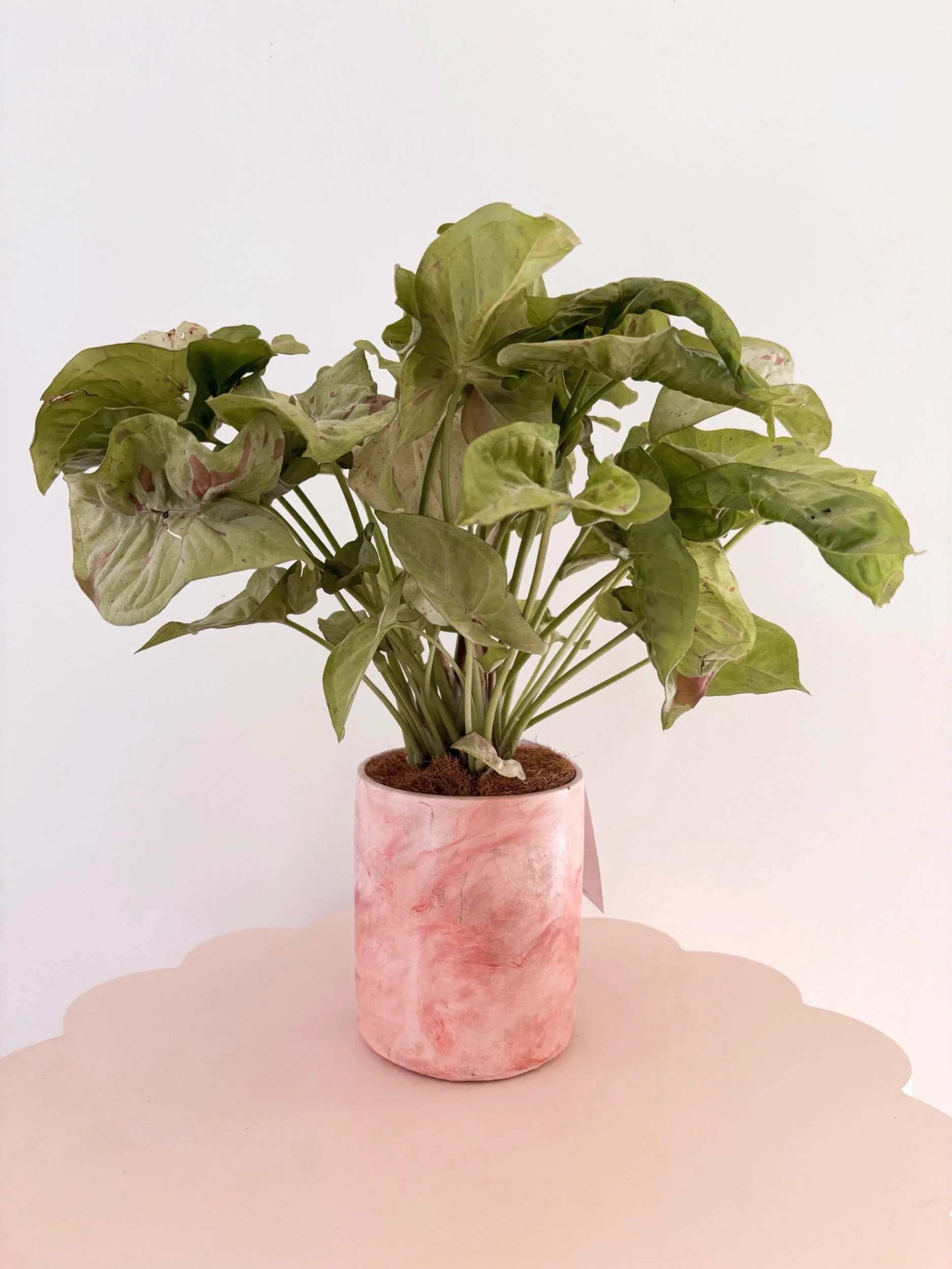 Pot & Plant - Flor Florals - Cairns Florist, Flower Delivery Cairns - ,Same day flower delivery Cairns.