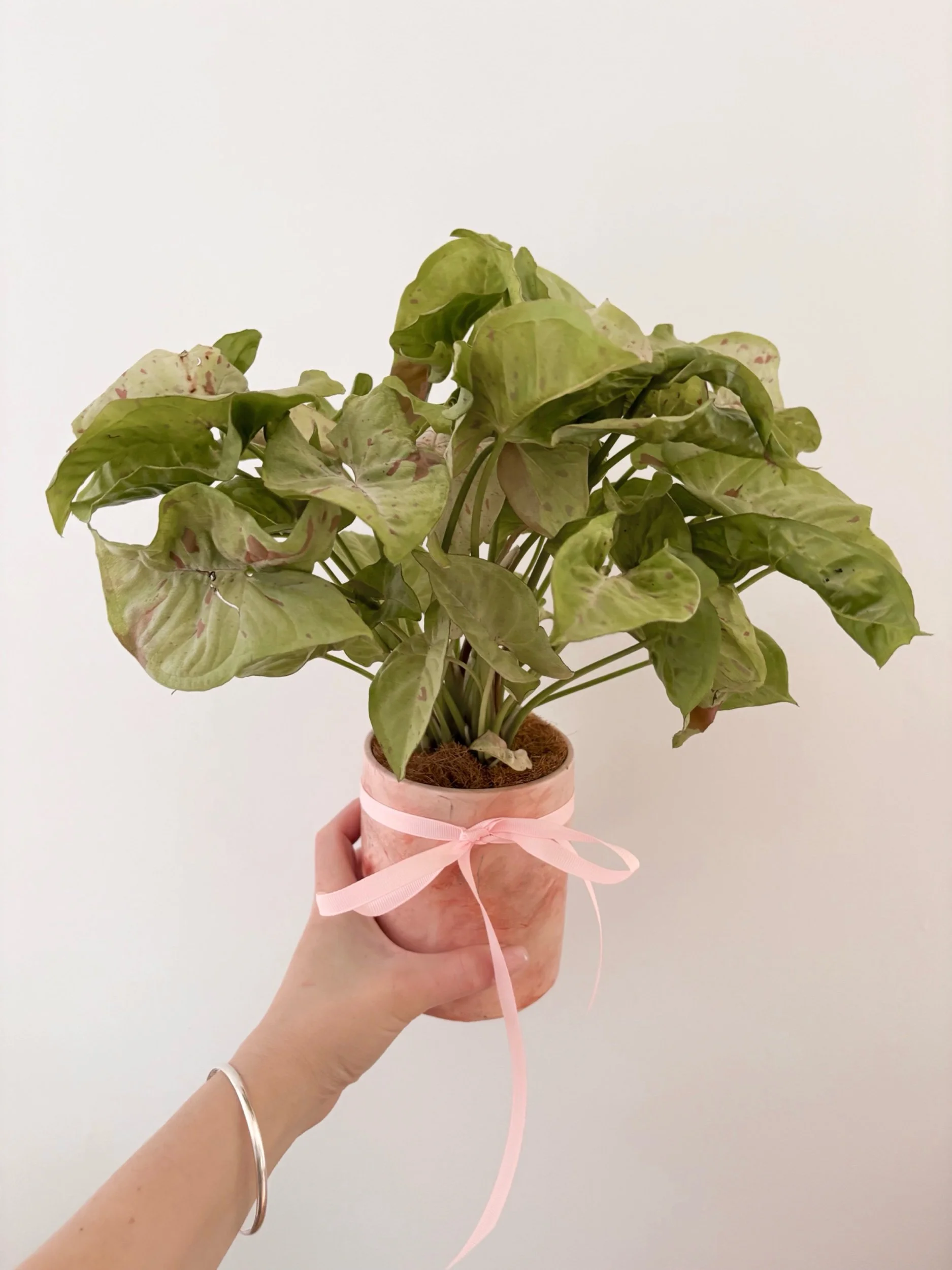 Pot & Plant - Flor Florals - Cairns Florist, Flower Delivery Cairns - ,Same day flower delivery Cairns.