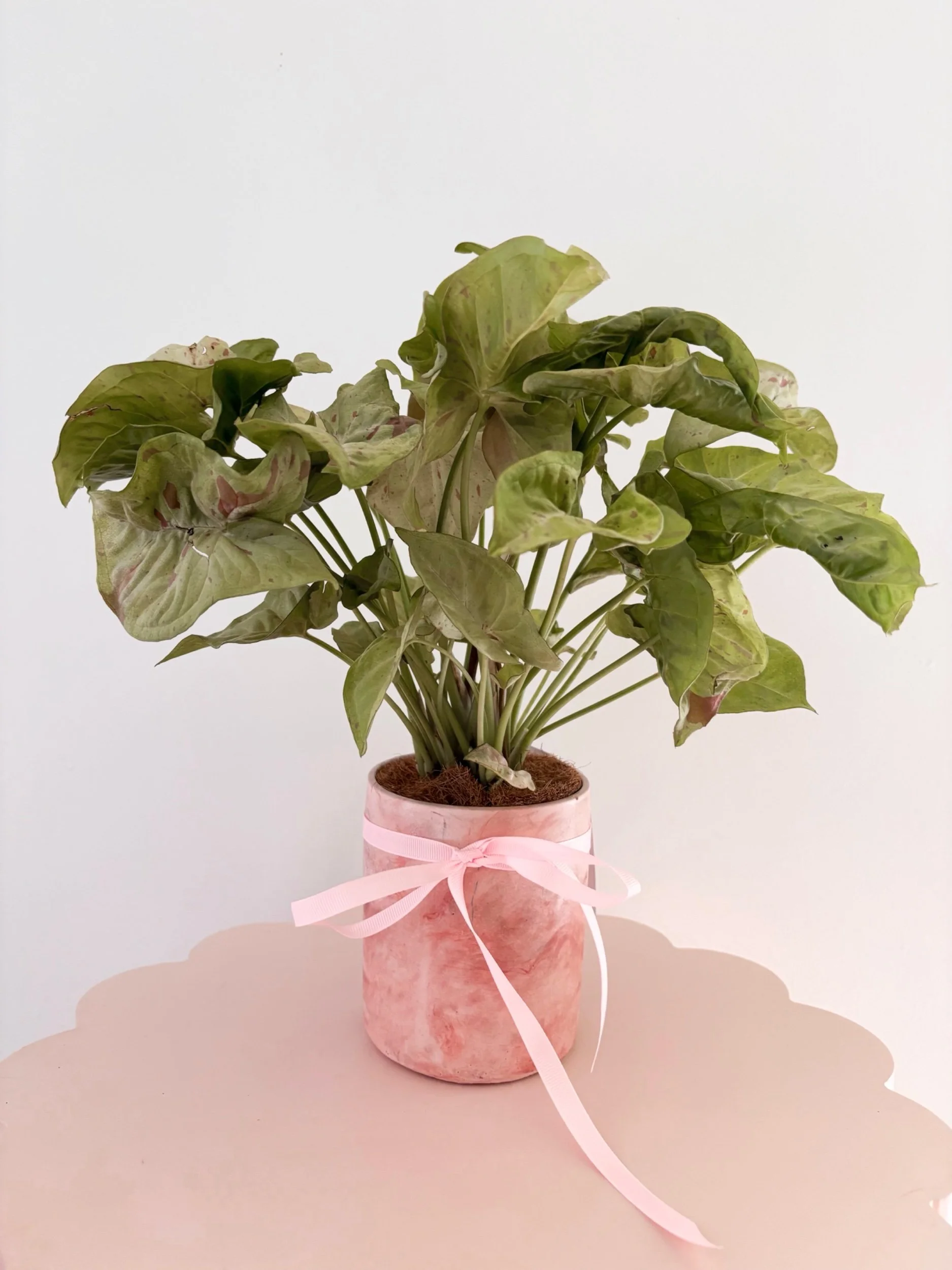 Pot & Plant - Flor Florals - Cairns Florist, Flower Delivery Cairns - ,Same day flower delivery Cairns.