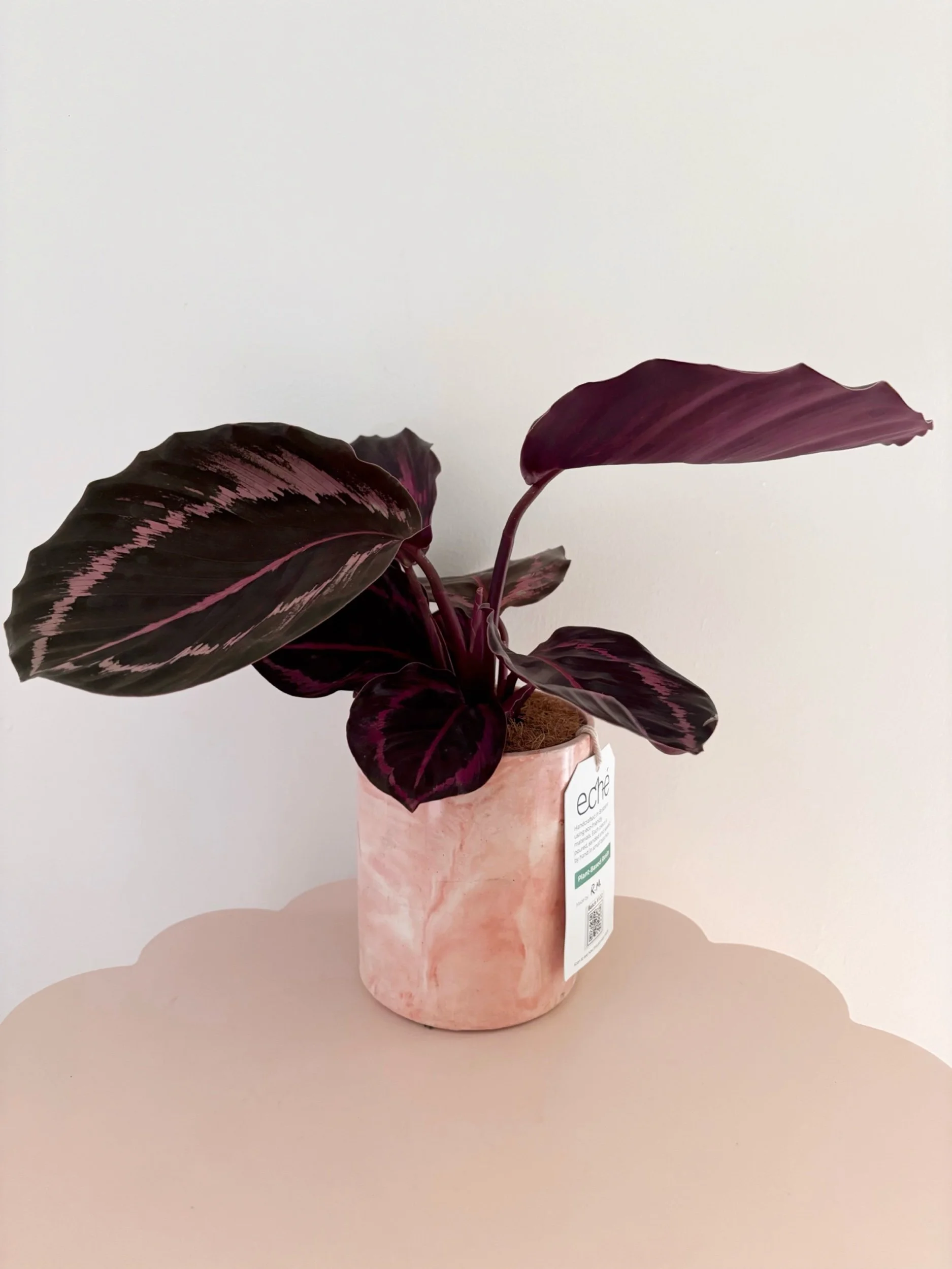 Pot & Plant - Flor Florals - Cairns Florist, Flower Delivery Cairns - ,Same day flower delivery Cairns.