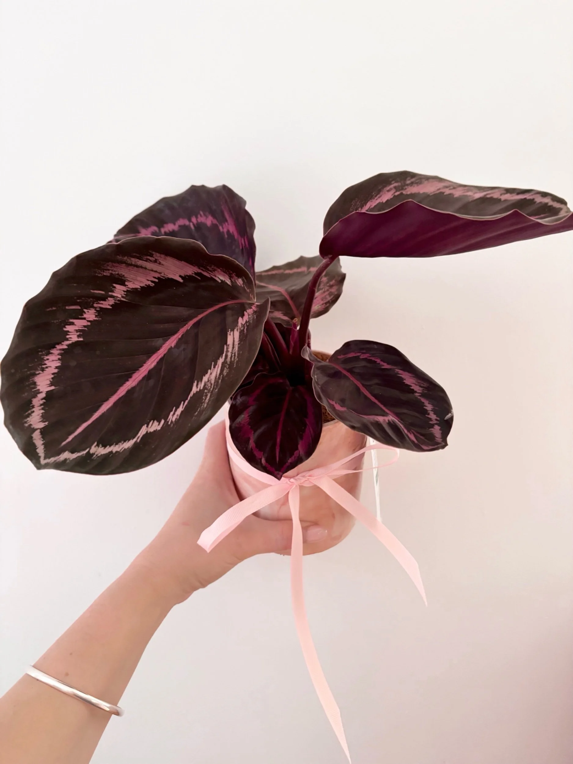 Pot & Plant - Flor Florals - Cairns Florist, Flower Delivery Cairns - ,Same day flower delivery Cairns.