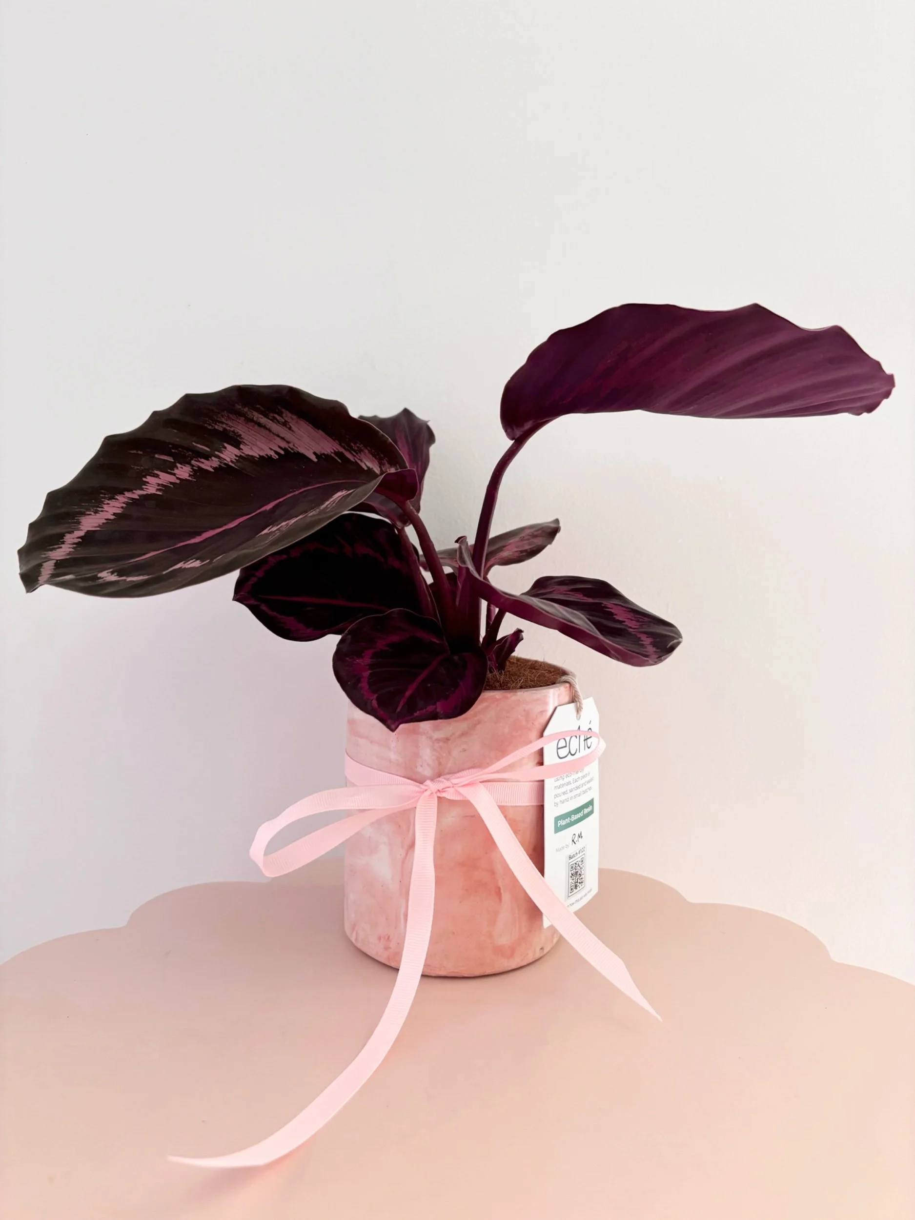 Pot & Plant - Flor Florals - Cairns Florist, Flower Delivery Cairns - ,Same day flower delivery Cairns.