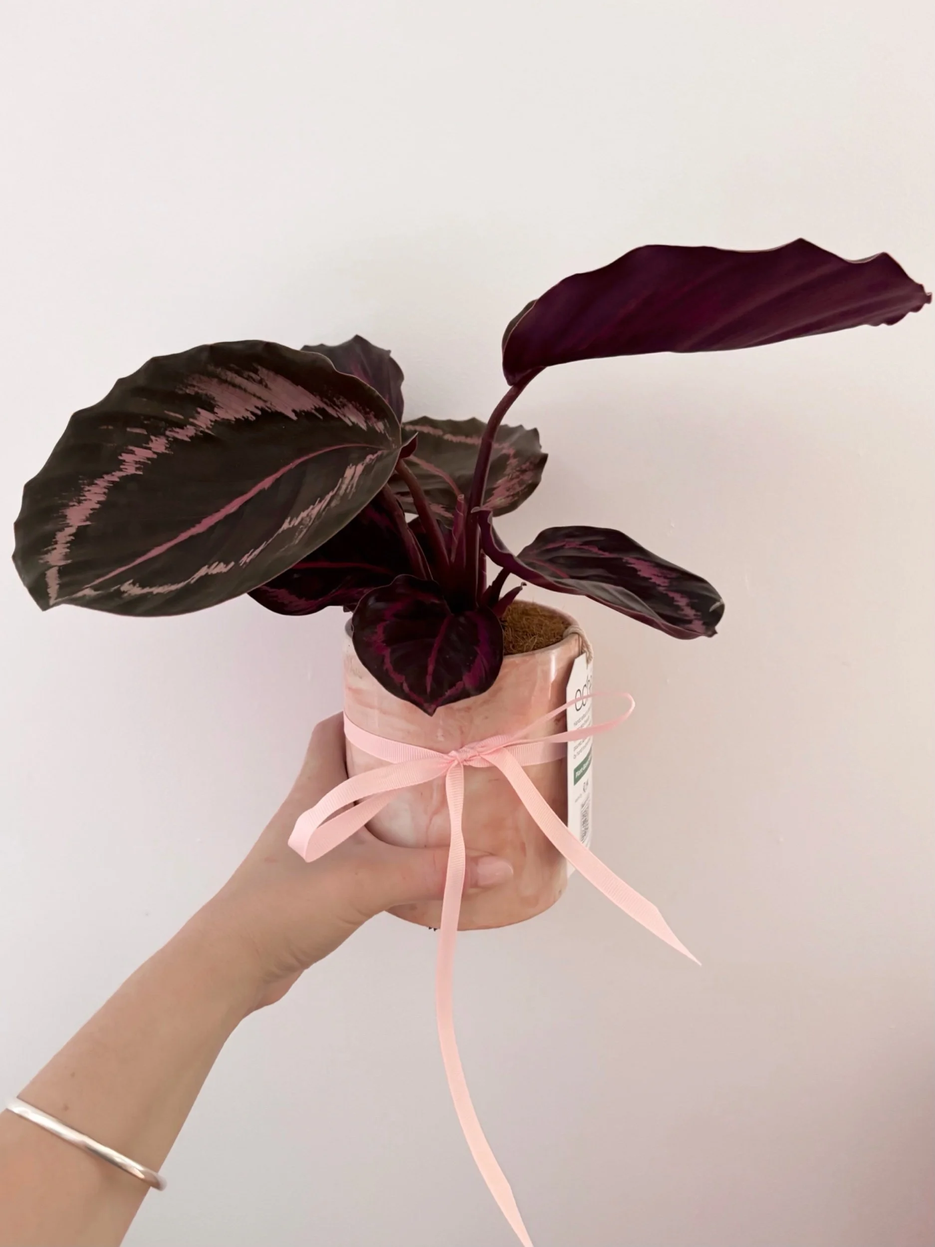 Pot & Plant - Flor Florals - Cairns Florist, Flower Delivery Cairns - ,Same day flower delivery Cairns.