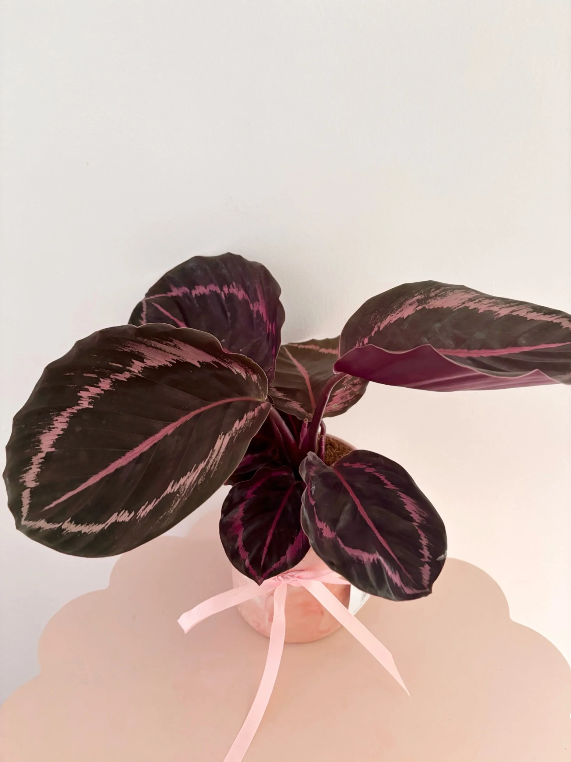 Pot & Plant - Flor Florals - Cairns Florist, Flower Delivery Cairns - ,Same day flower delivery Cairns.