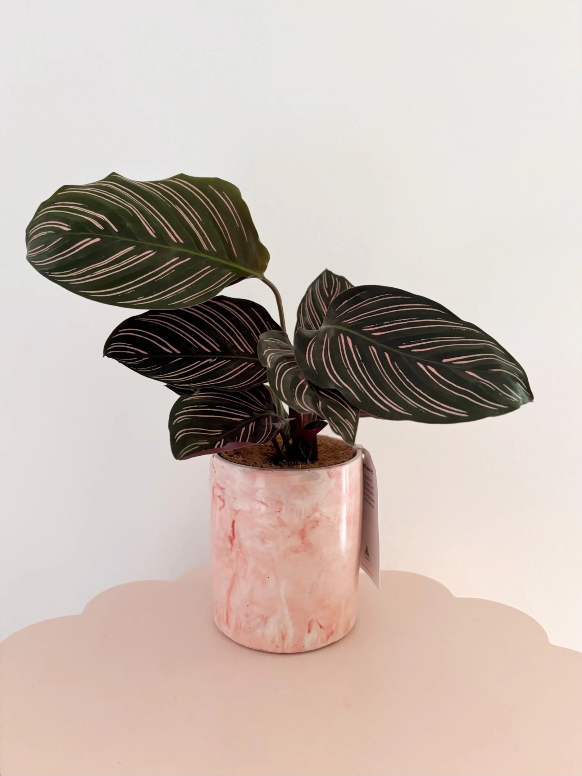 Pot & Plant - Flor Florals - Cairns Florist, Flower Delivery Cairns - ,Same day flower delivery Cairns.