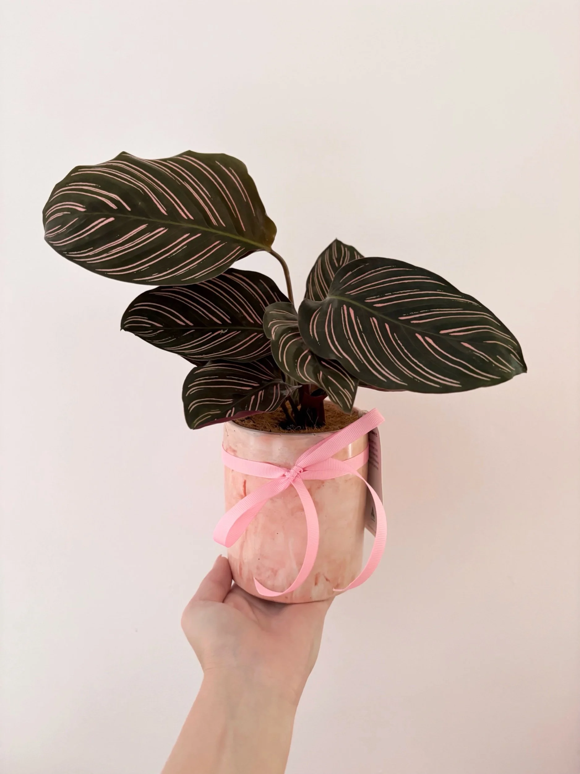 Pot & Plant - Flor Florals - Cairns Florist, Flower Delivery Cairns - ,Same day flower delivery Cairns.