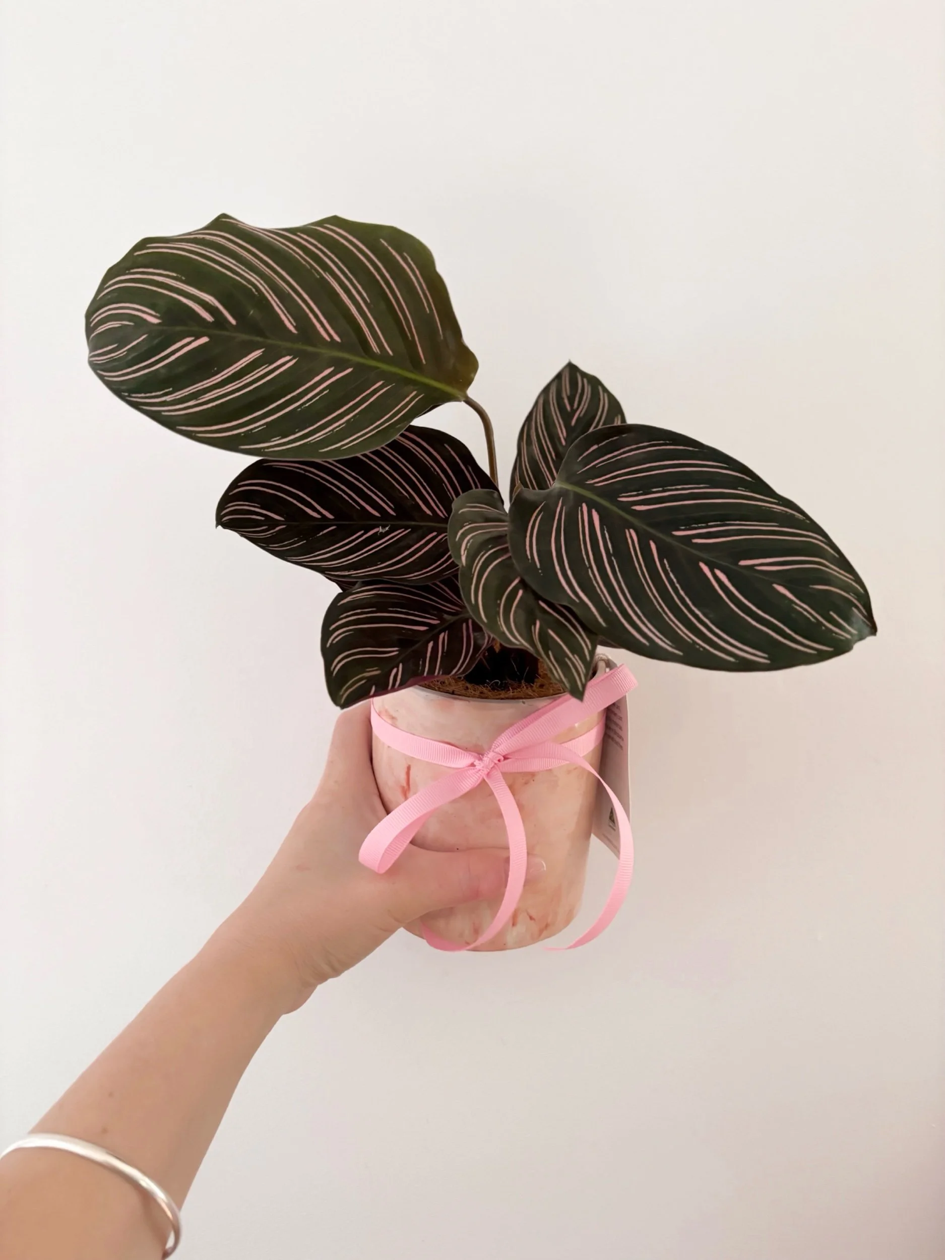 Pot & Plant - Flor Florals - Cairns Florist, Flower Delivery Cairns - ,Same day flower delivery Cairns.