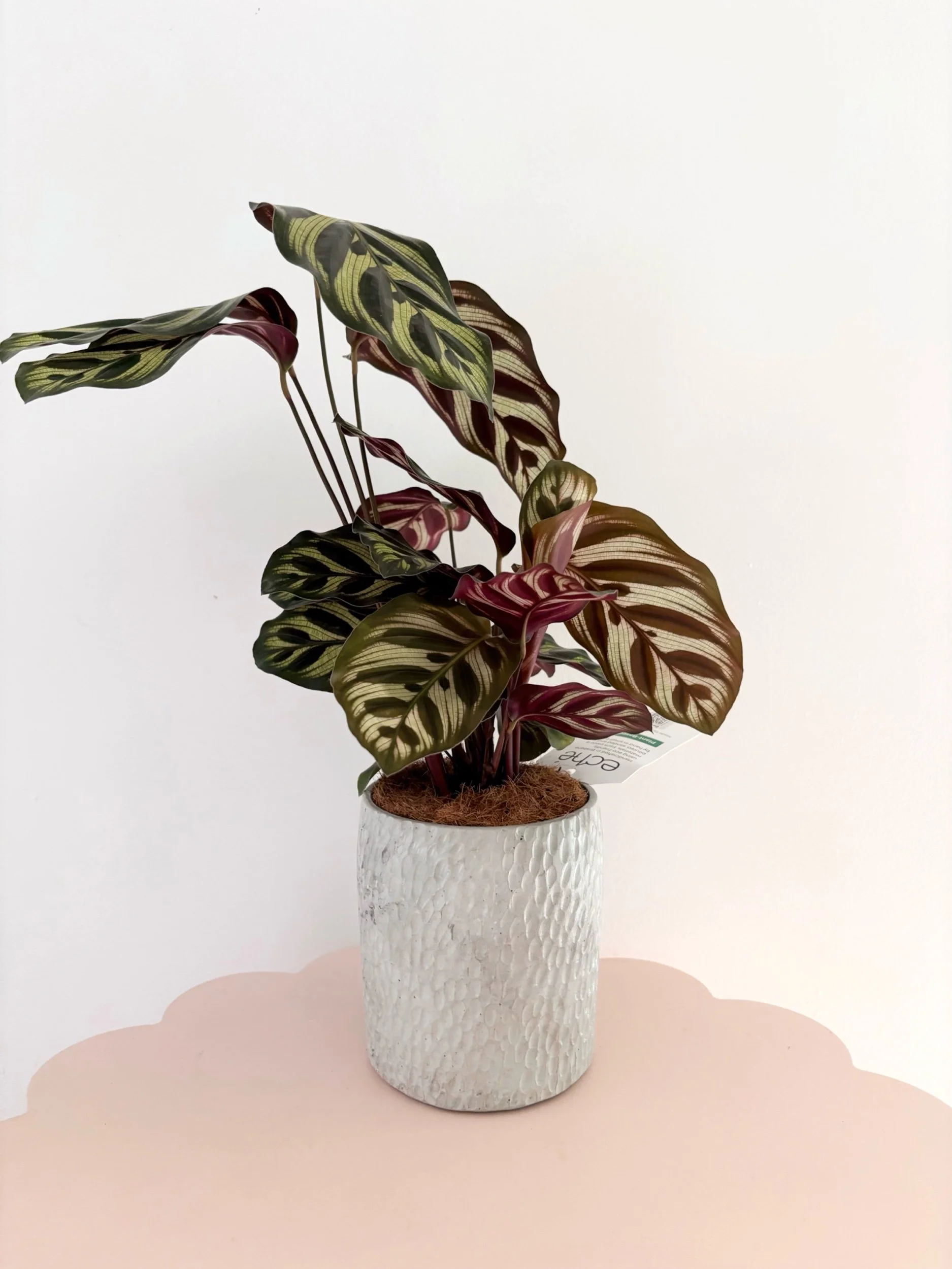 Pot & Plant - Flor Florals - Cairns Florist, Flower Delivery Cairns - ,Same day flower delivery Cairns.