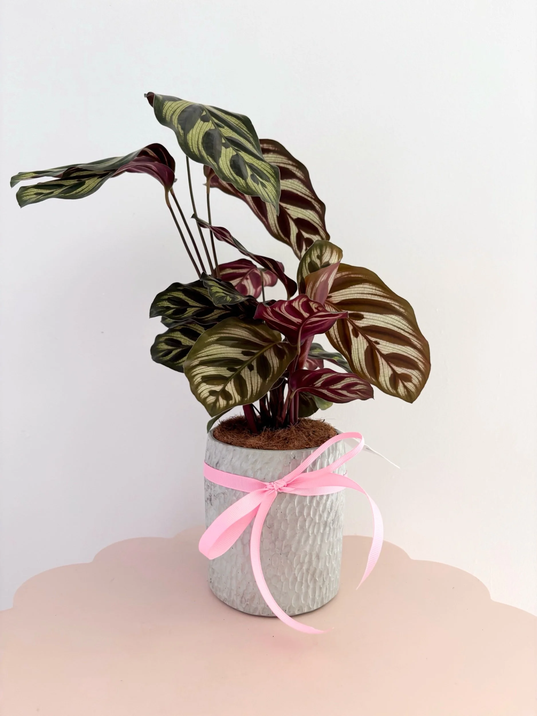 Pot & Plant - Flor Florals - Cairns Florist, Flower Delivery Cairns - ,Same day flower delivery Cairns.