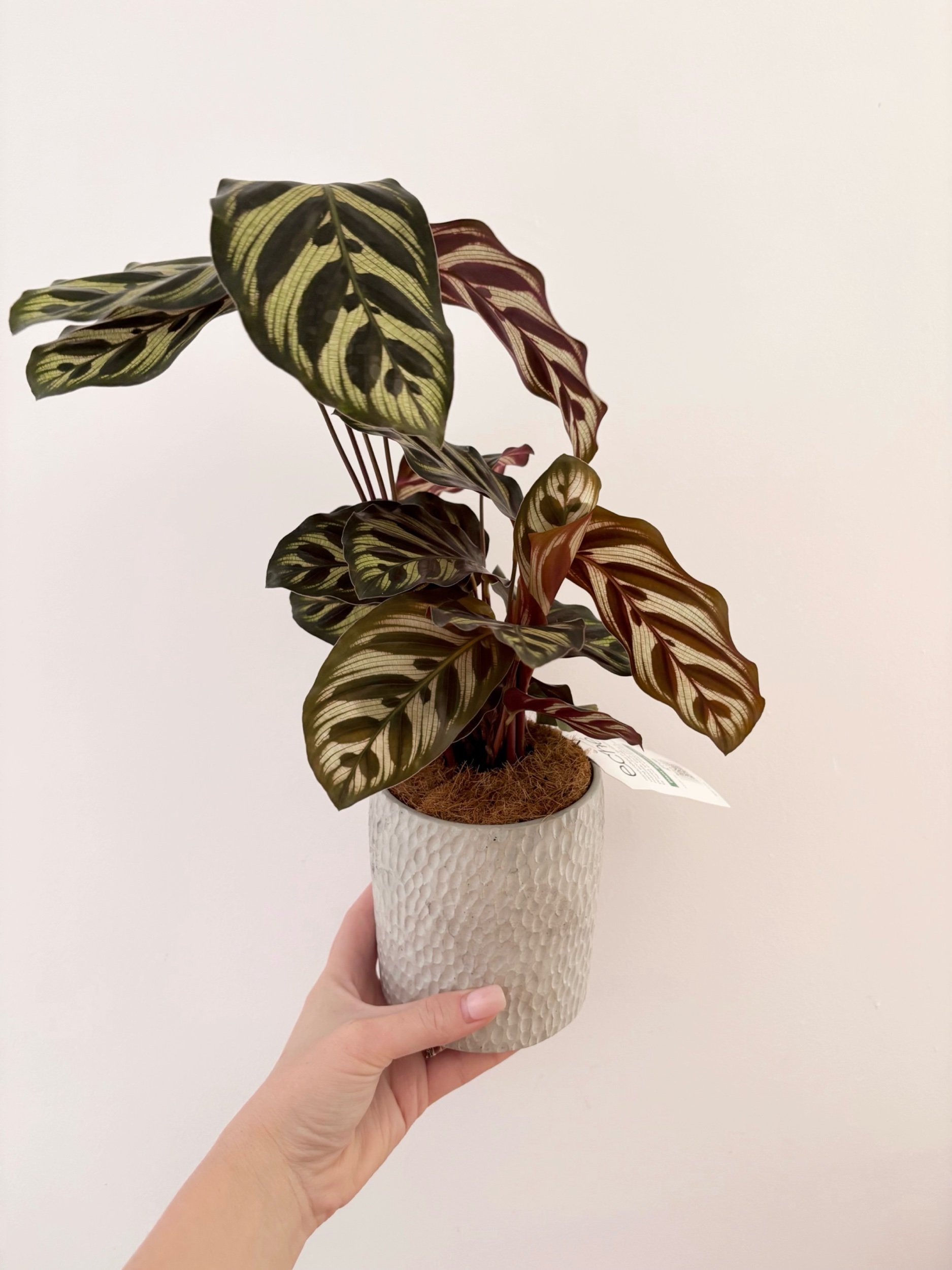 Pot & Plant - Flor Florals - Cairns Florist, Flower Delivery Cairns - ,Same day flower delivery Cairns.