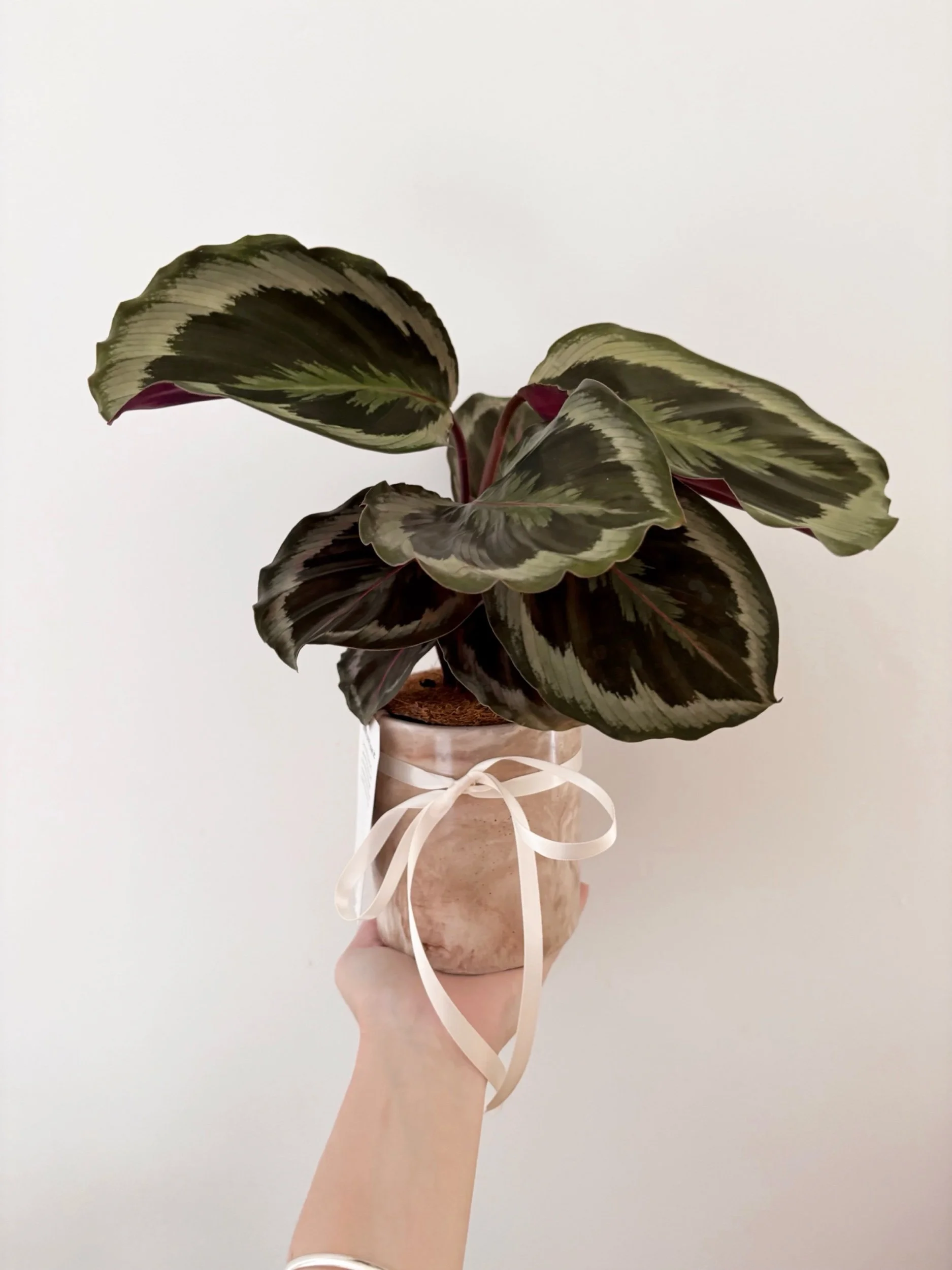 Pot & Plant - Flor Florals - Cairns Florist, Flower Delivery Cairns - ,Same day flower delivery Cairns.