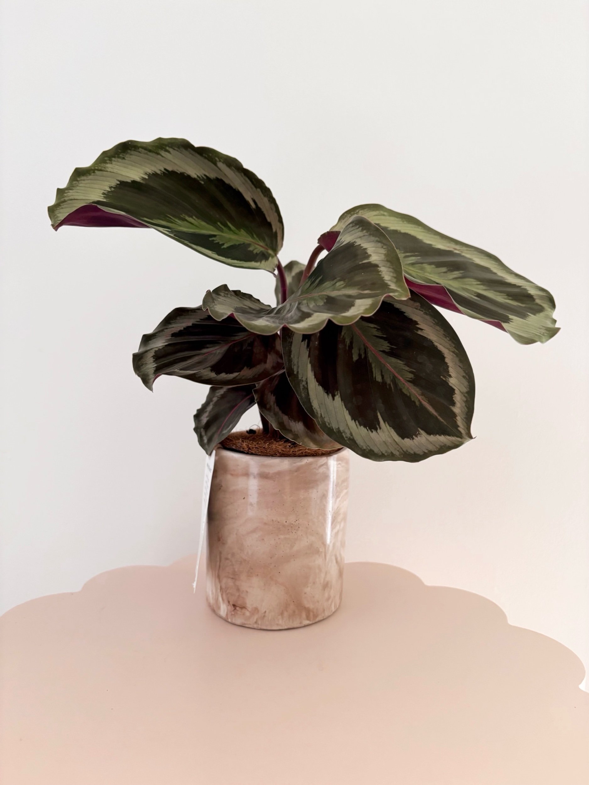 Pot & Plant - Flor Florals - Cairns Florist, Flower Delivery Cairns - ,Same day flower delivery Cairns.