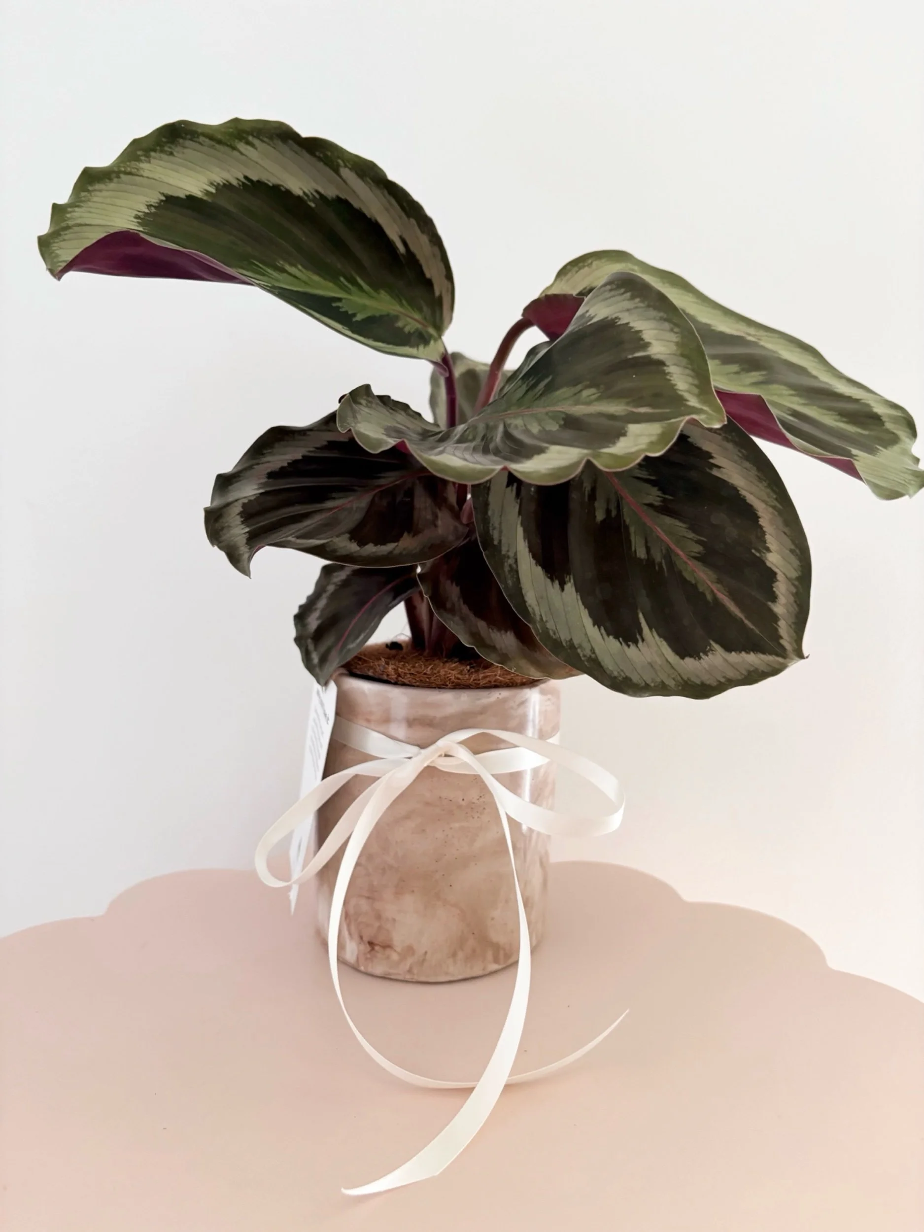 Pot & Plant - Flor Florals - Cairns Florist, Flower Delivery Cairns - ,Same day flower delivery Cairns.