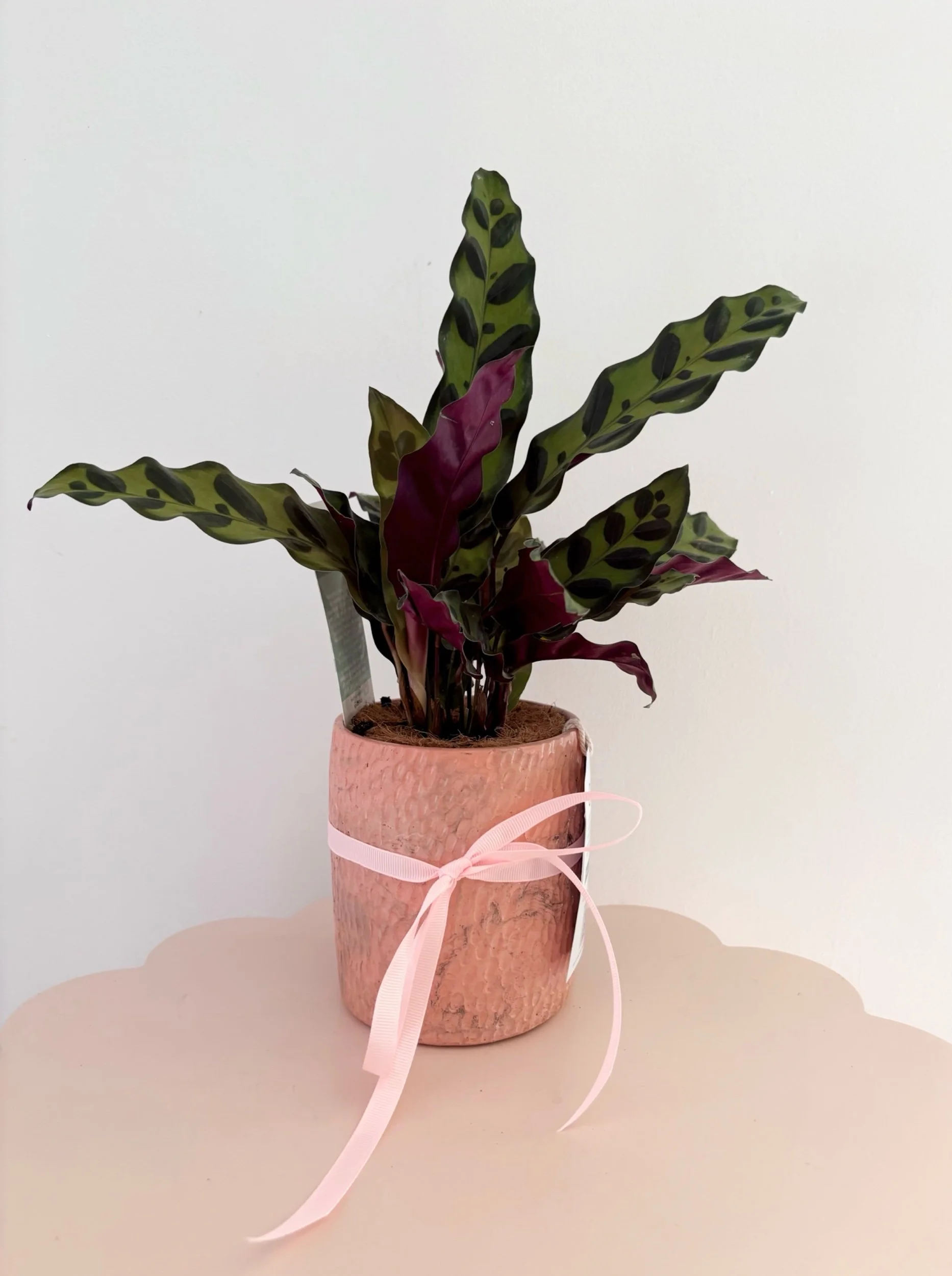 Pot & Plant - Flor Florals - Cairns Florist, Flower Delivery Cairns - ,Same day flower delivery Cairns.