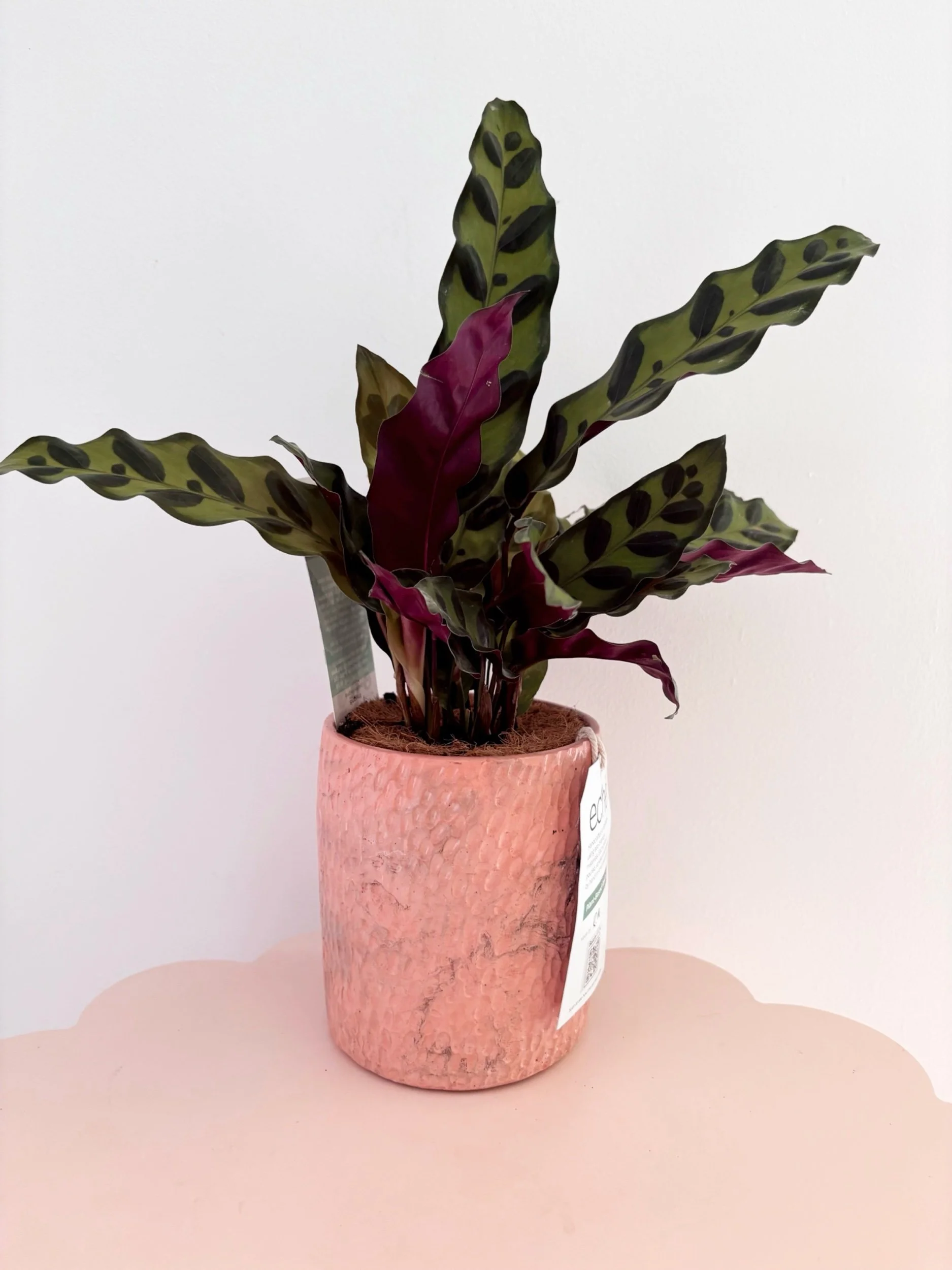 Pot & Plant - Flor Florals - Cairns Florist, Flower Delivery Cairns - ,Same day flower delivery Cairns.