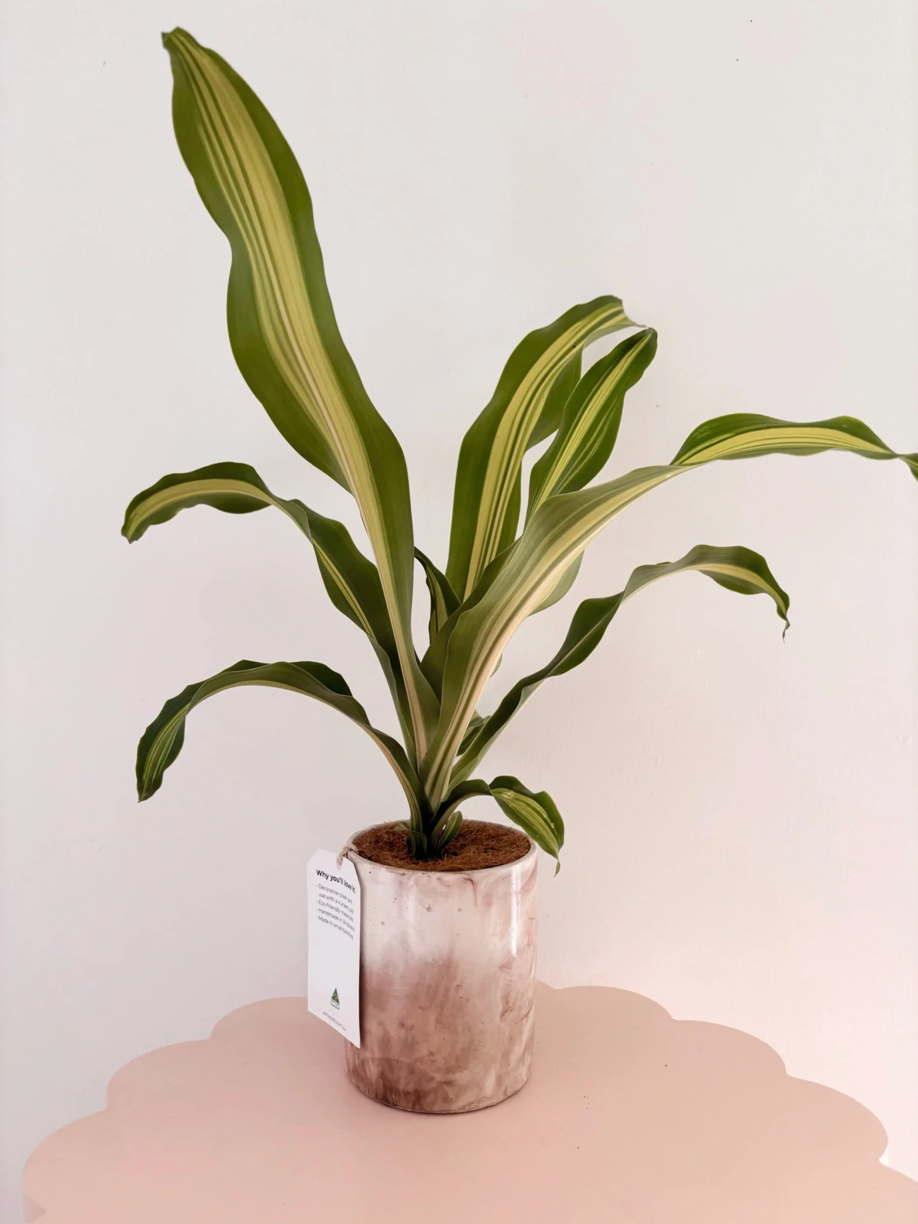 Pot & Plant - Flor Florals - Cairns Florist, Flower Delivery Cairns - ,Same day flower delivery Cairns.