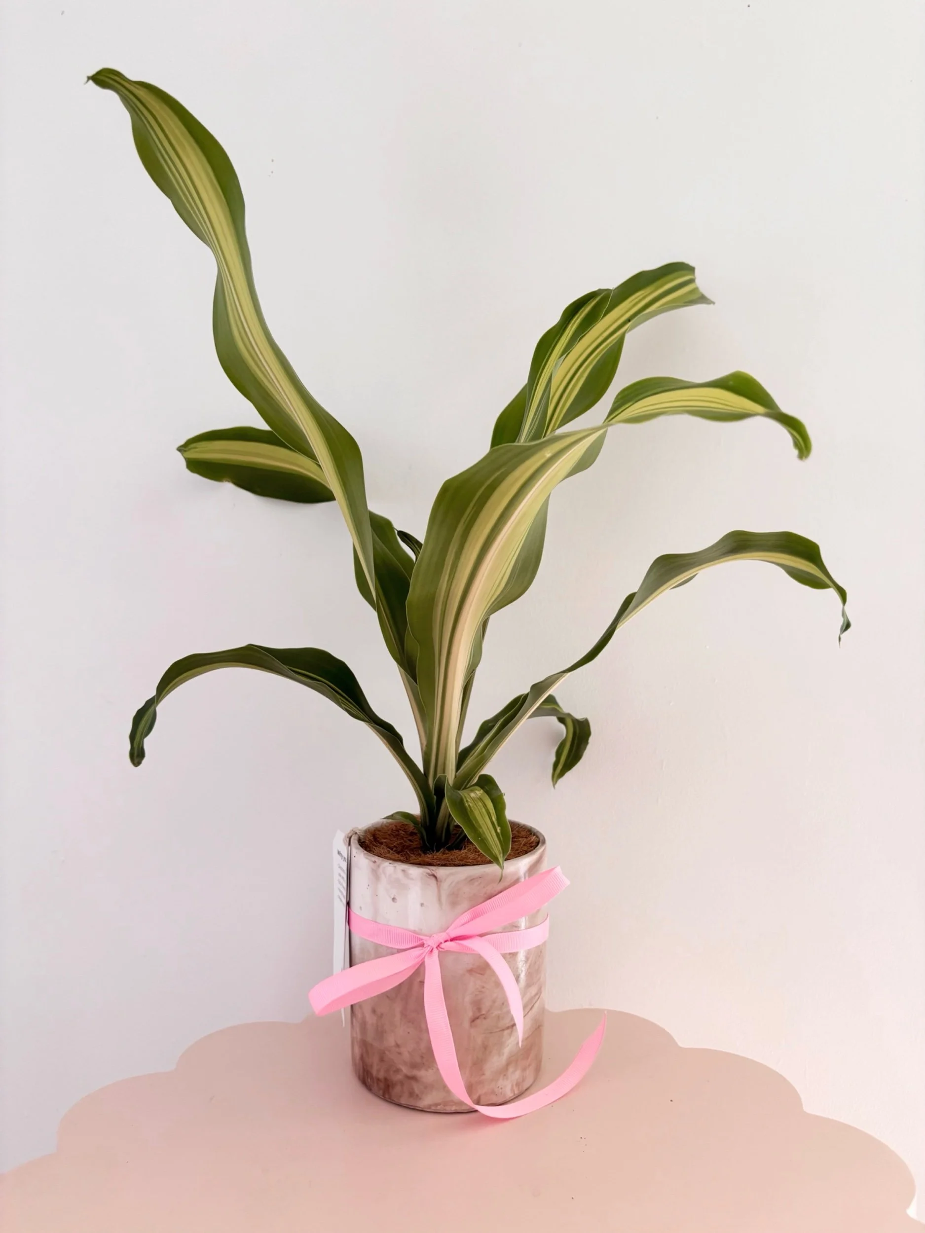 Pot & Plant - Flor Florals - Cairns Florist, Flower Delivery Cairns - ,Same day flower delivery Cairns.