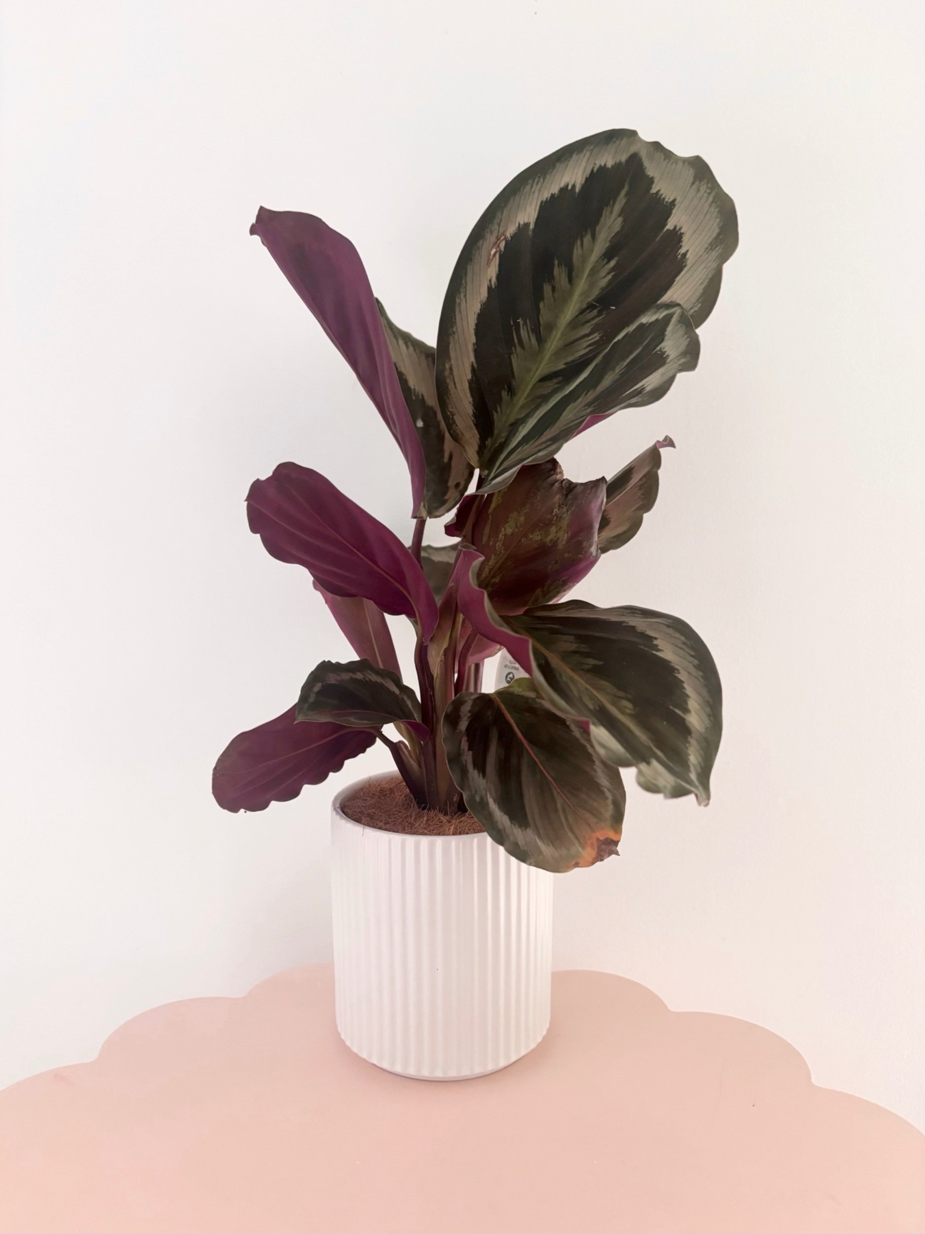 Pot & Plant - Flor Florals - Cairns Florist, Flower Delivery Cairns - ,Same day flower delivery Cairns.