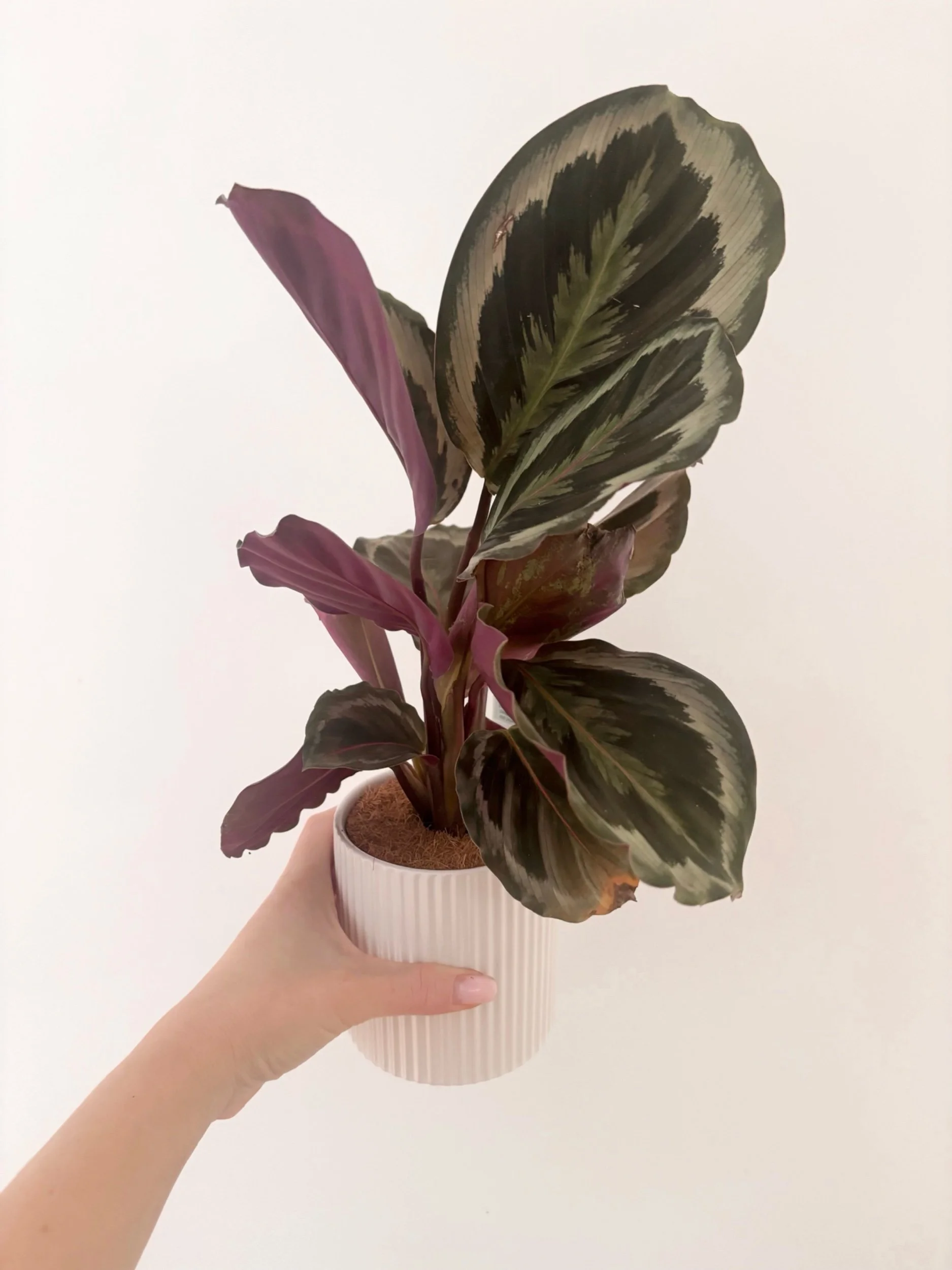 Pot & Plant - Flor Florals - Cairns Florist, Flower Delivery Cairns - ,Same day flower delivery Cairns.