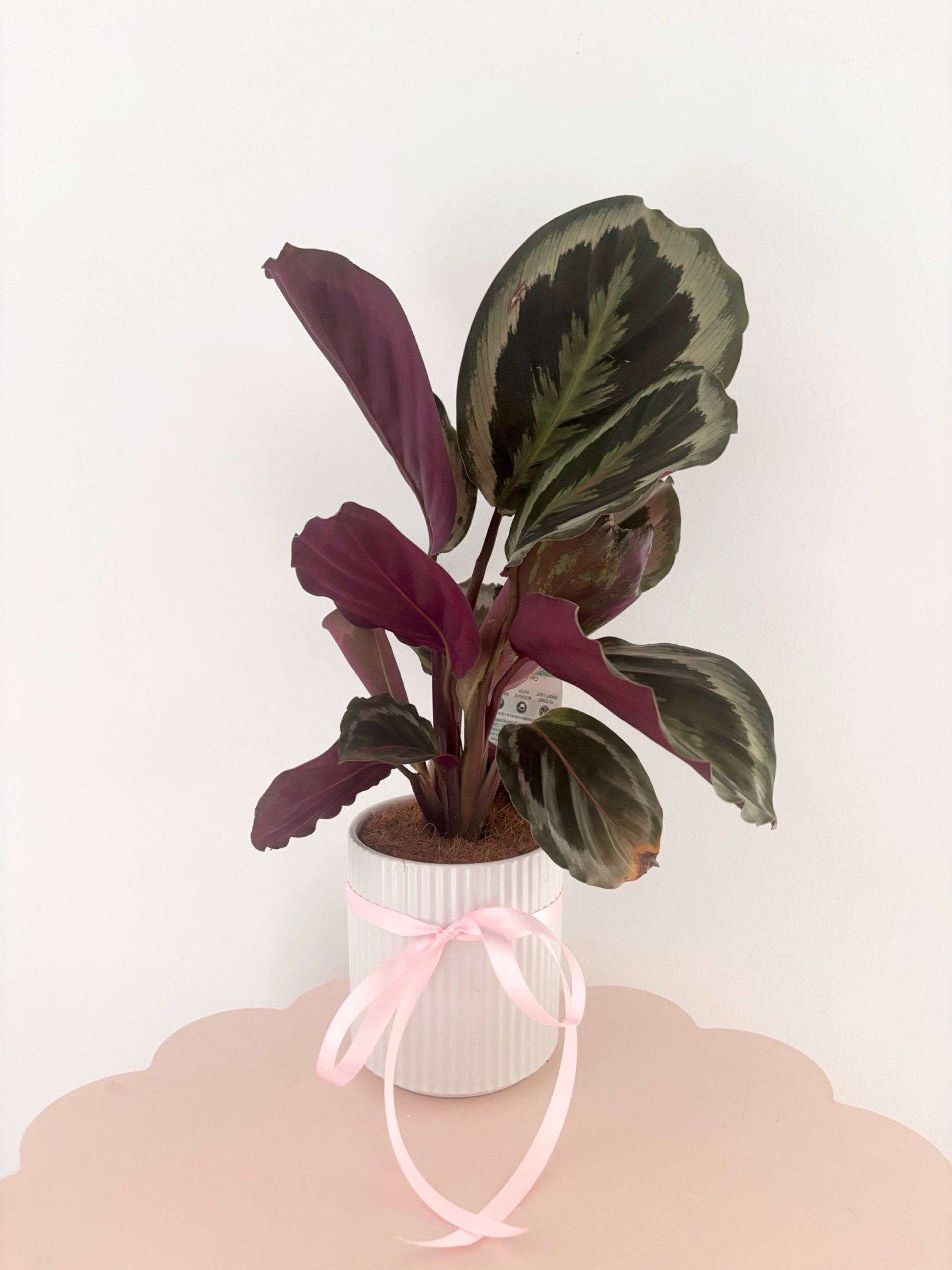 Pot & Plant - Flor Florals - Cairns Florist, Flower Delivery Cairns - ,Same day flower delivery Cairns.