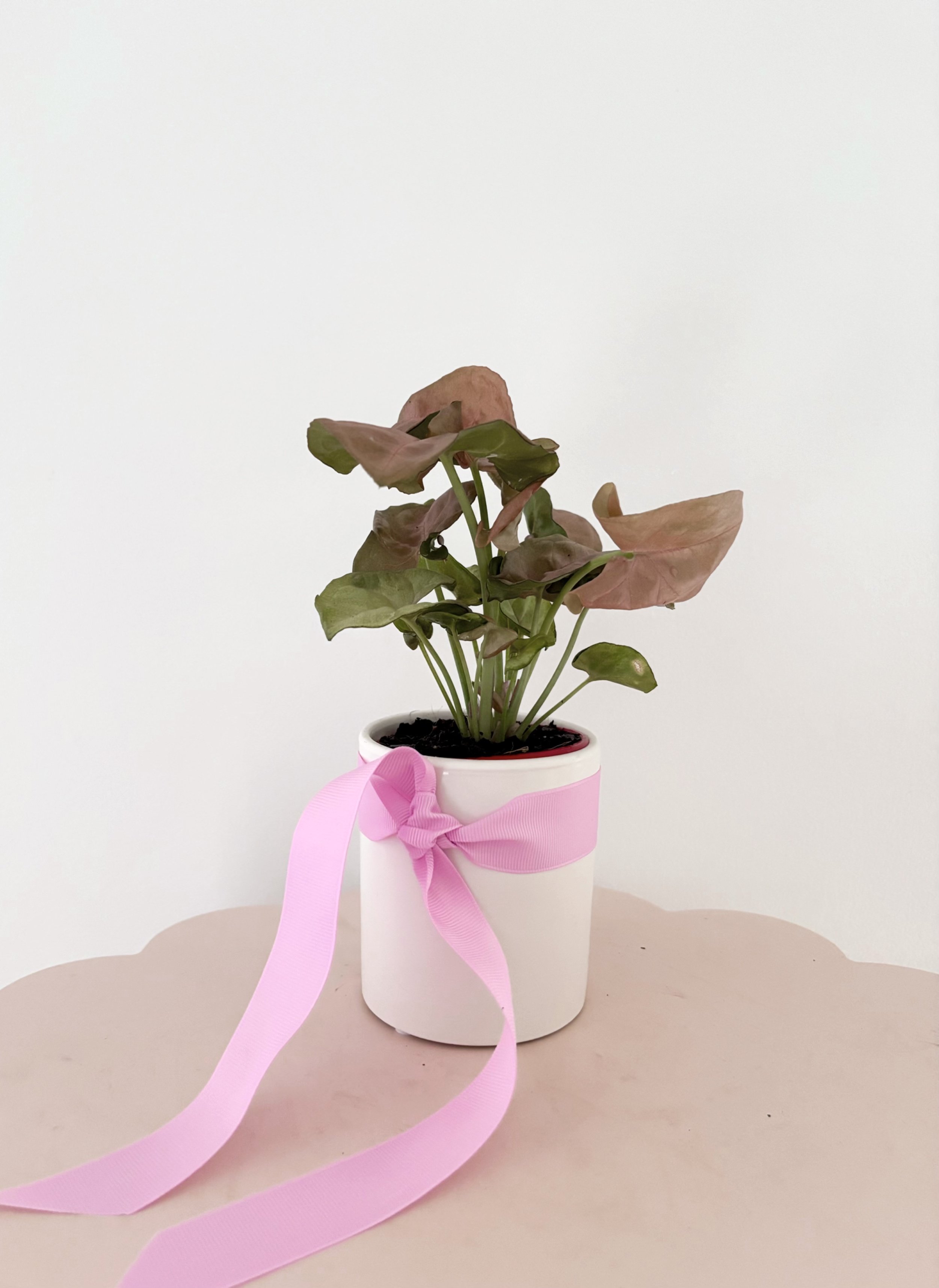 Plant & Drink combo - Flor Florals - Cairns Florist, Flower Delivery Cairns - ,Same day flower delivery Cairns.